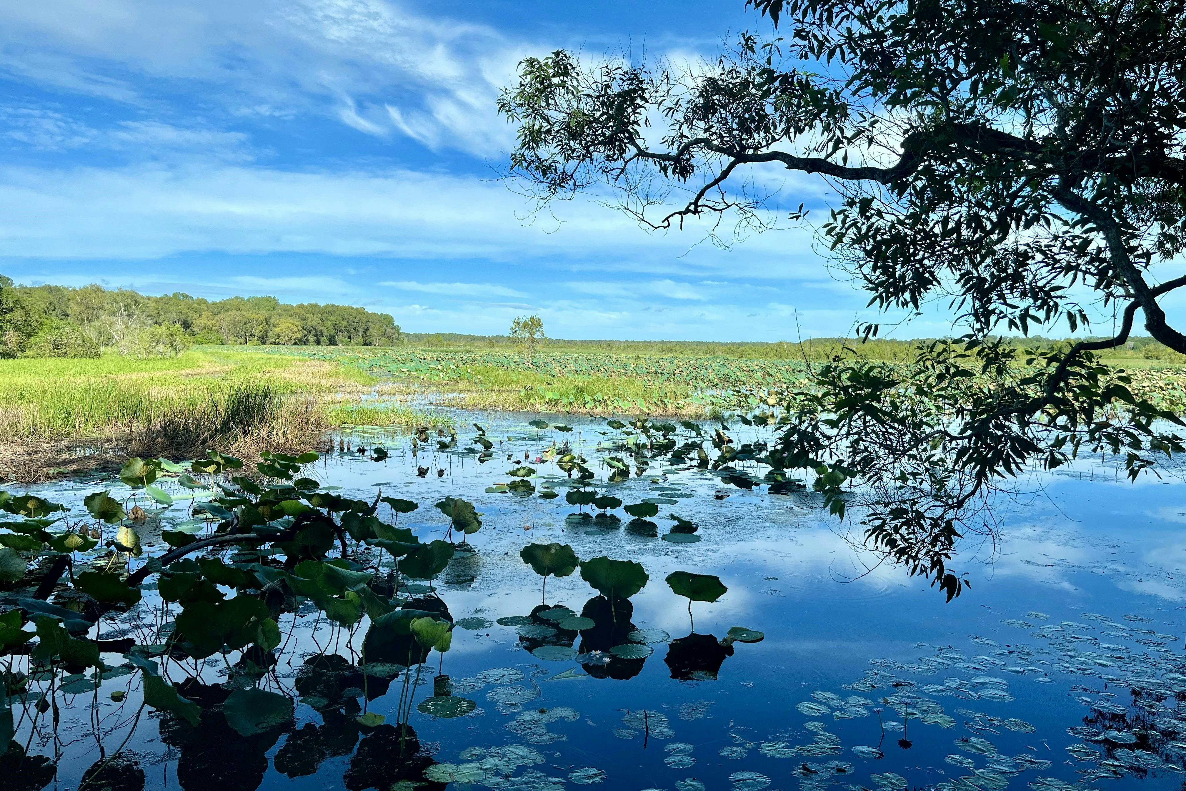 Autopia - Fogg Dam Conservation Reserve Wetland