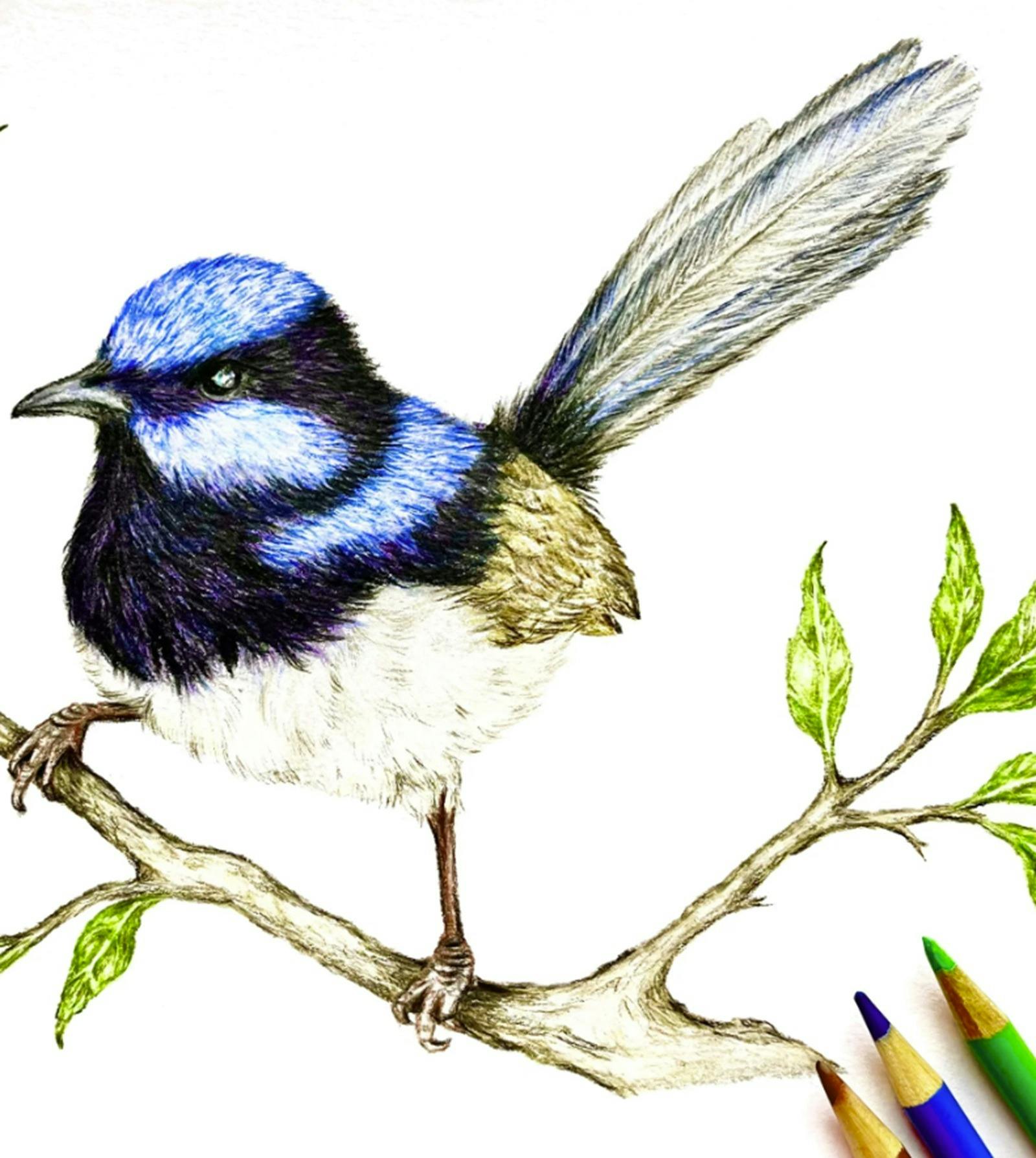 Drawing of a Blue Wrren