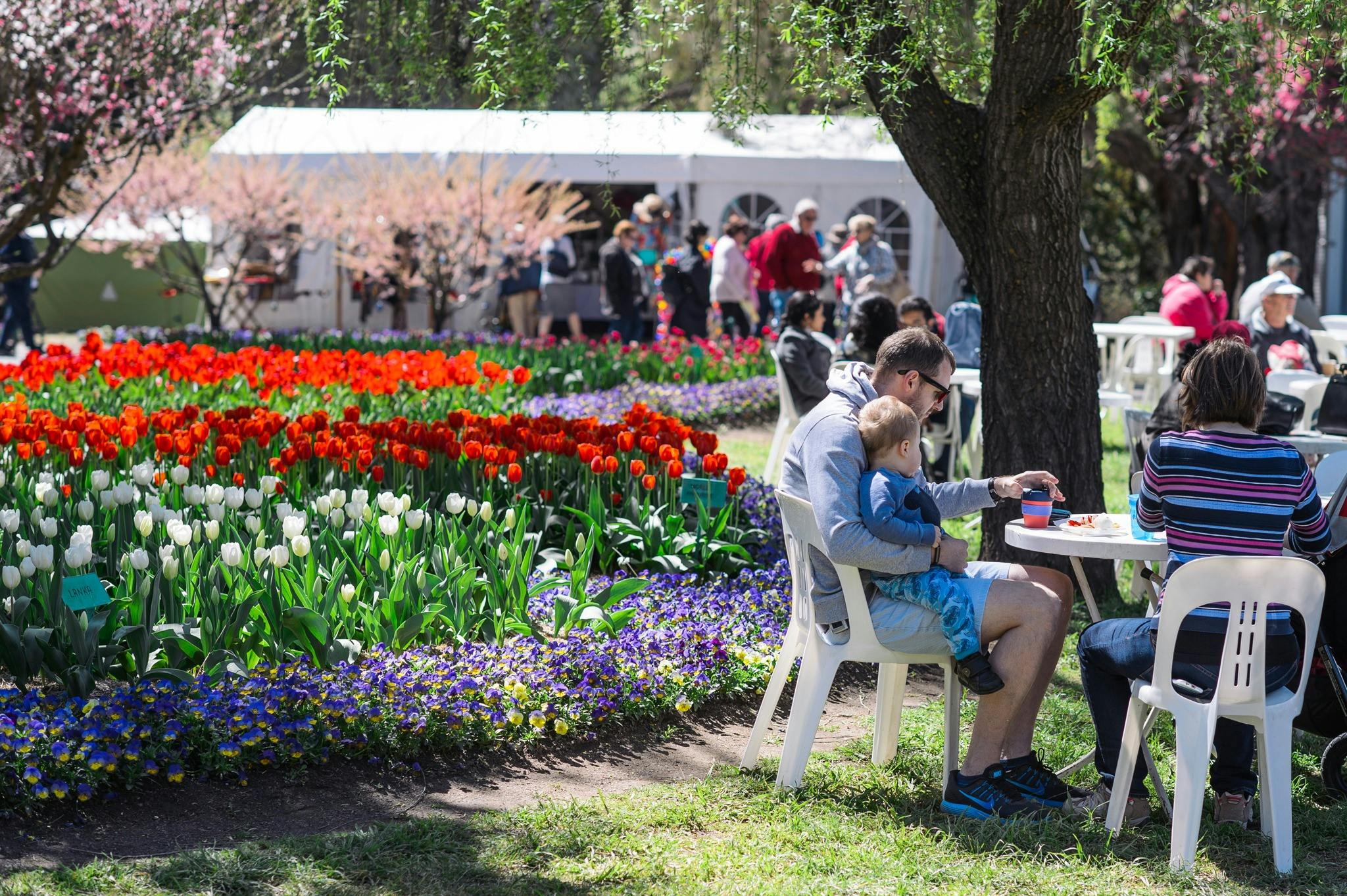 Tulip Top Gardens