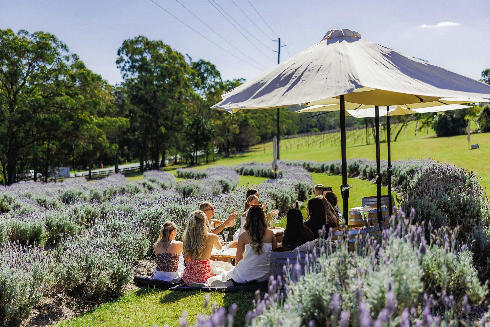 lavender hill