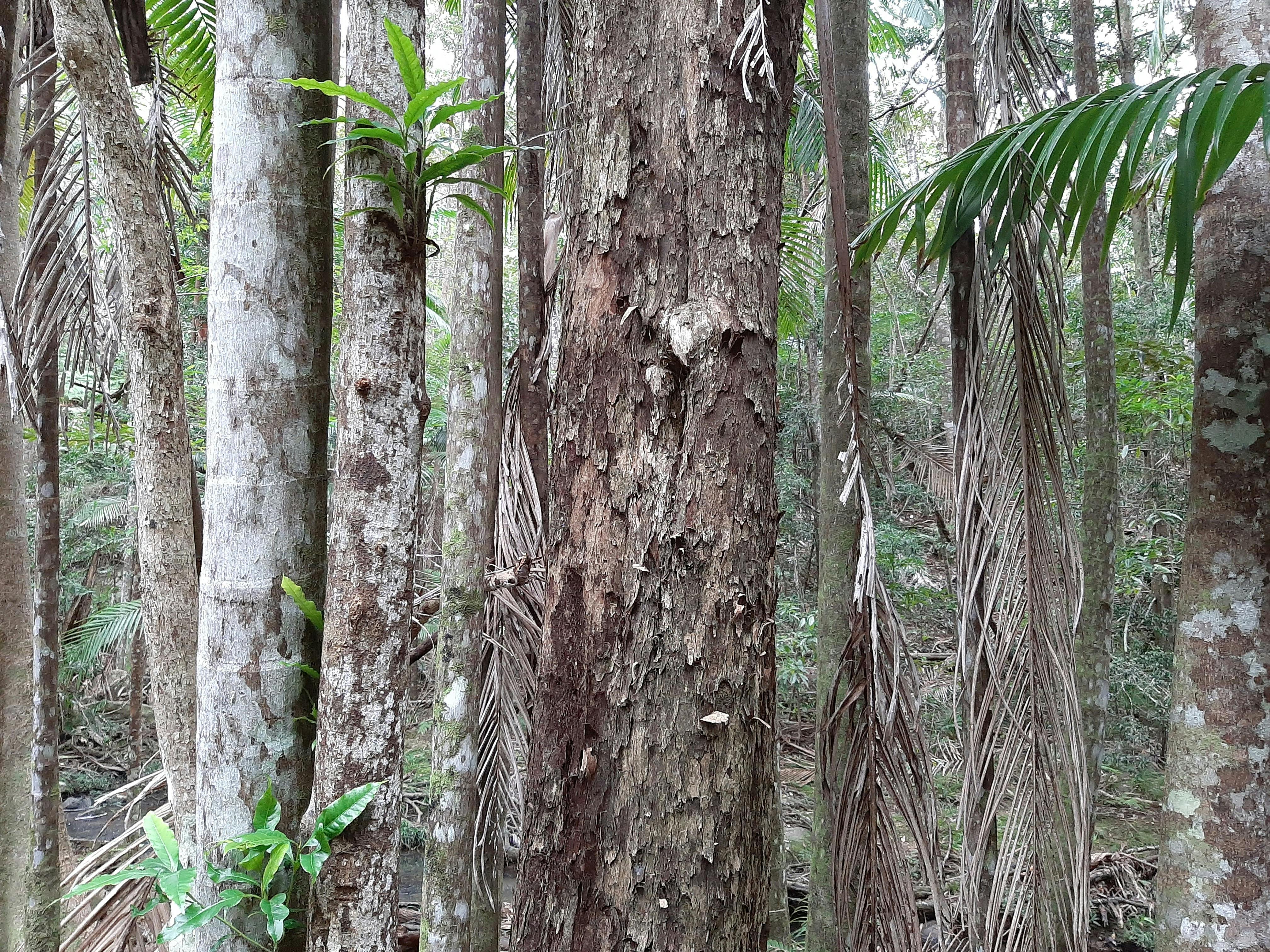 Buderim Forest Park tree trunks