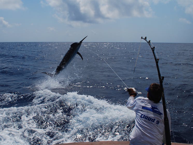 900 pound Marlin going off