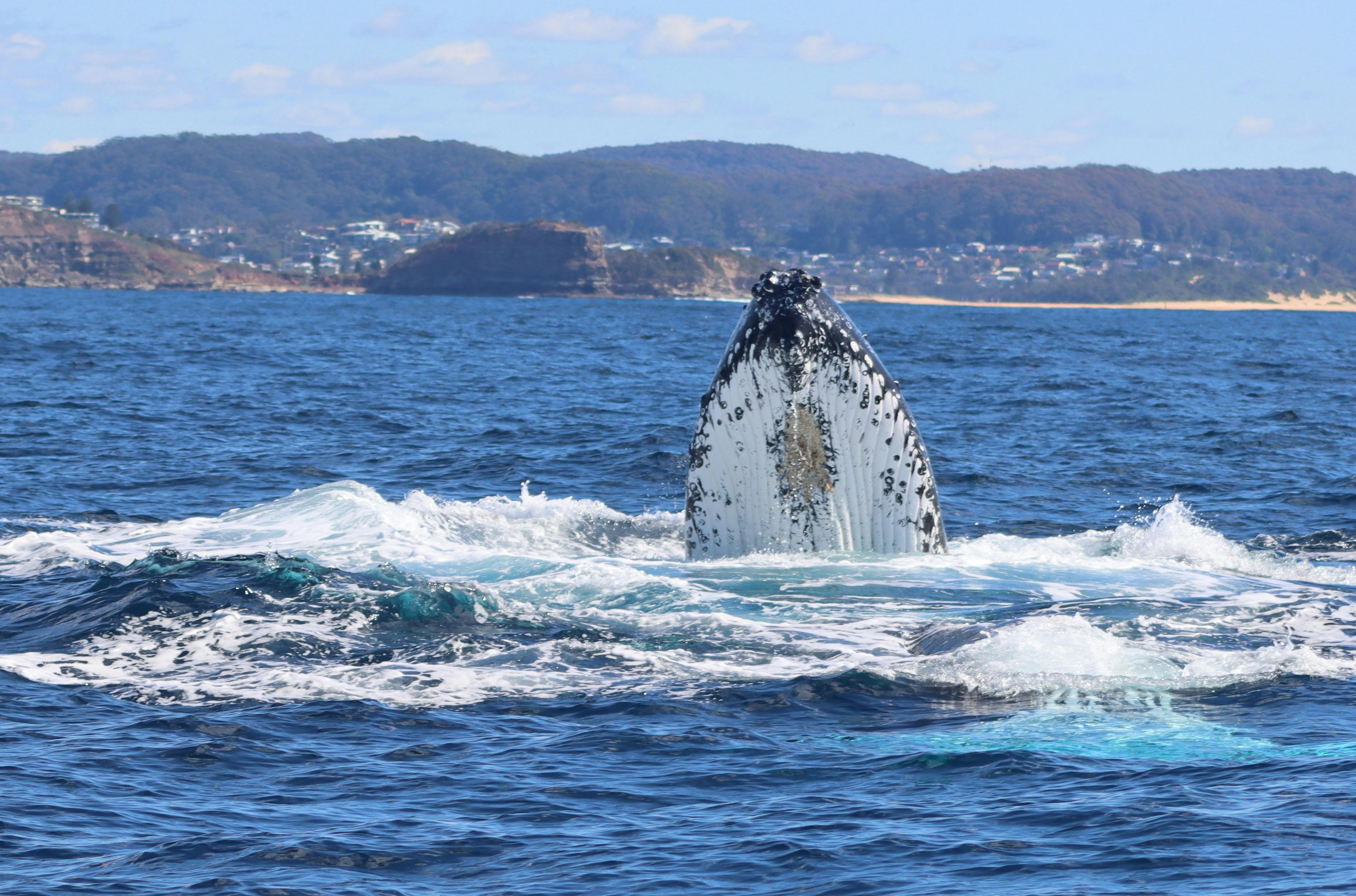 whale watching near sydney