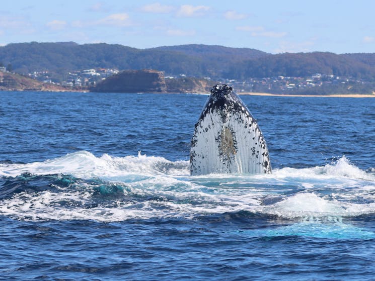 whale watching near sydney