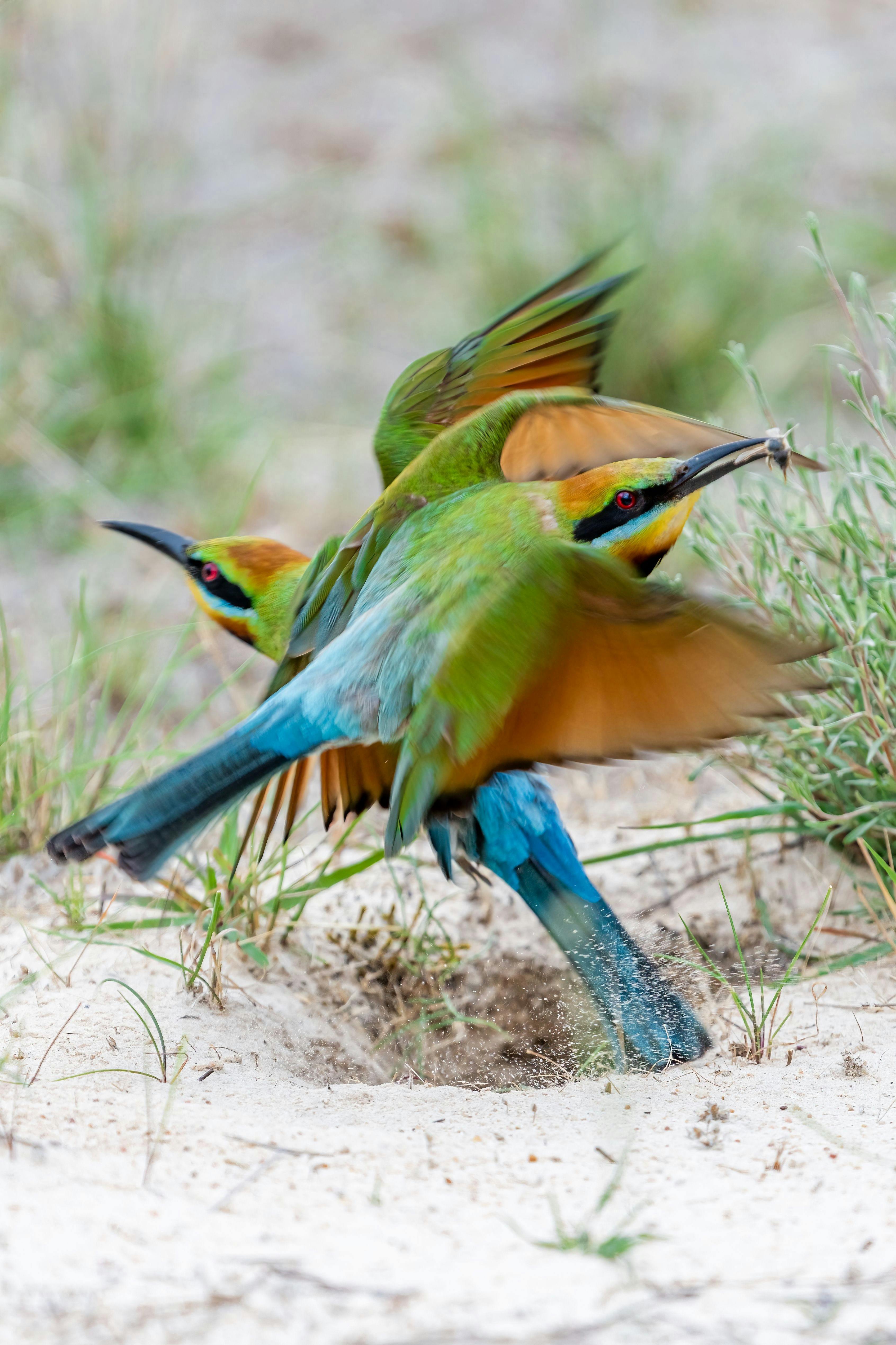 Rainbow Bee-eaters: learn bird photography skills with Adventure Art Photography in South  Australia
