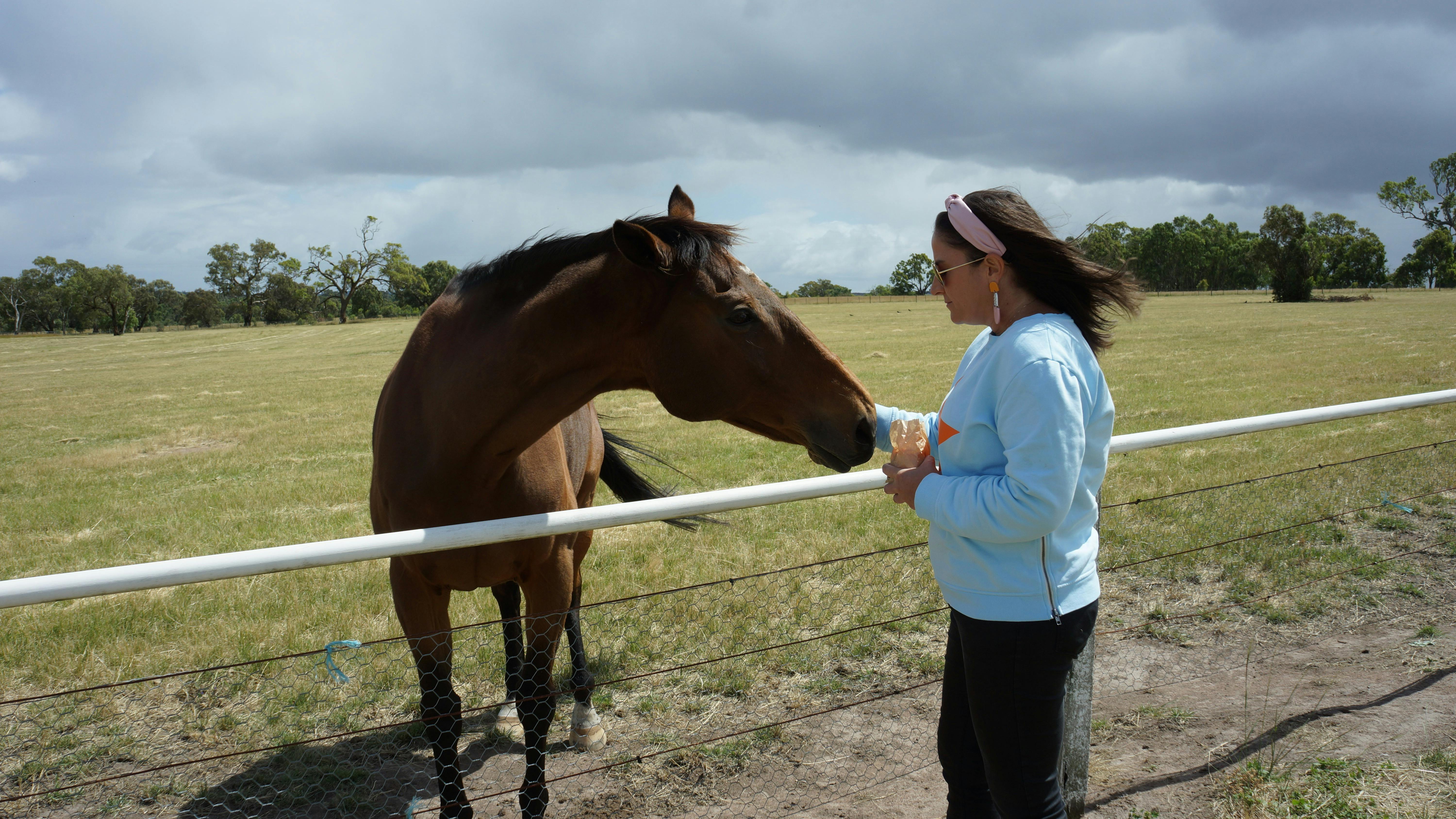 Guest feeding racehorse