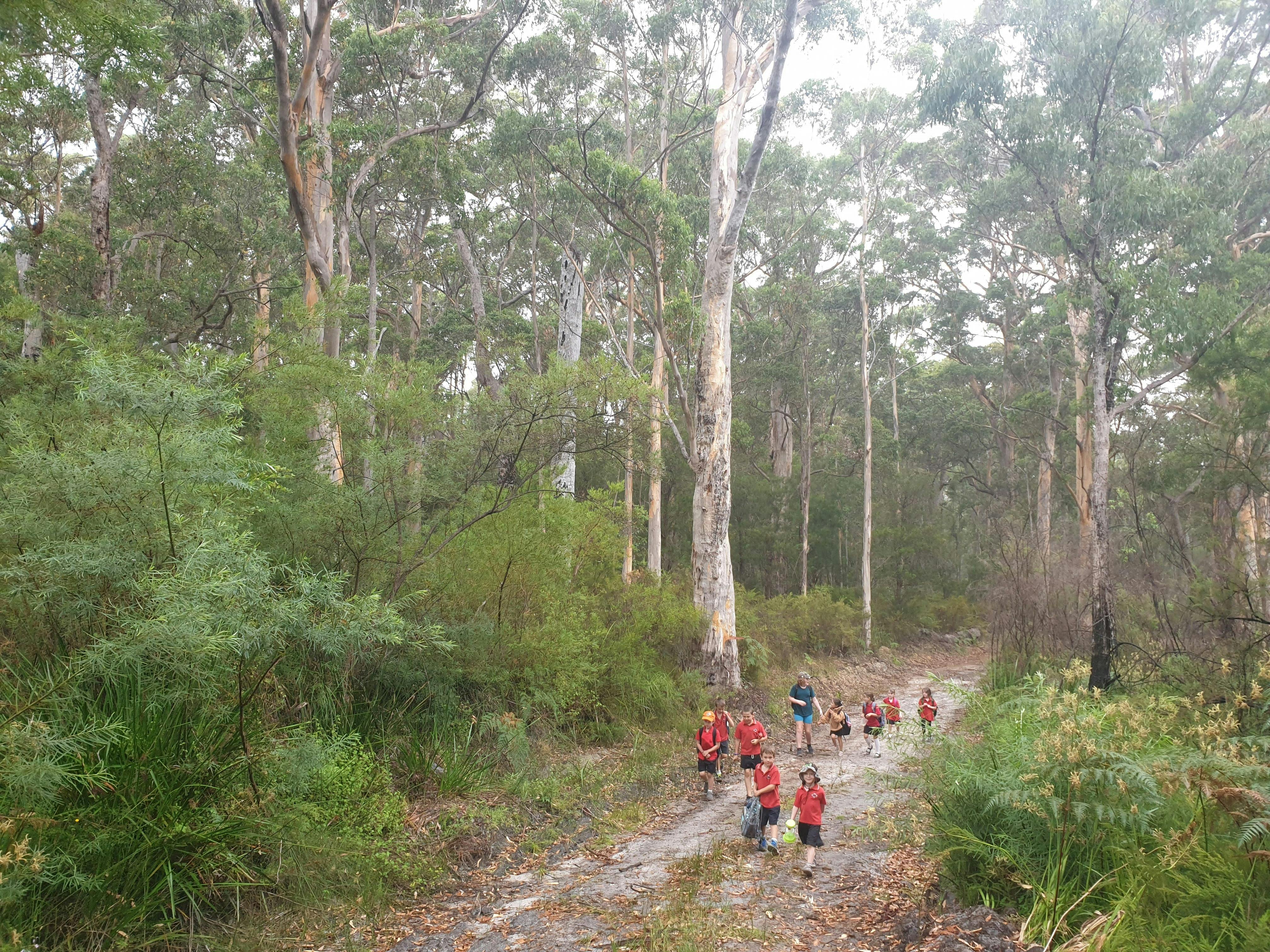 Northcliffe Forest Park Hike