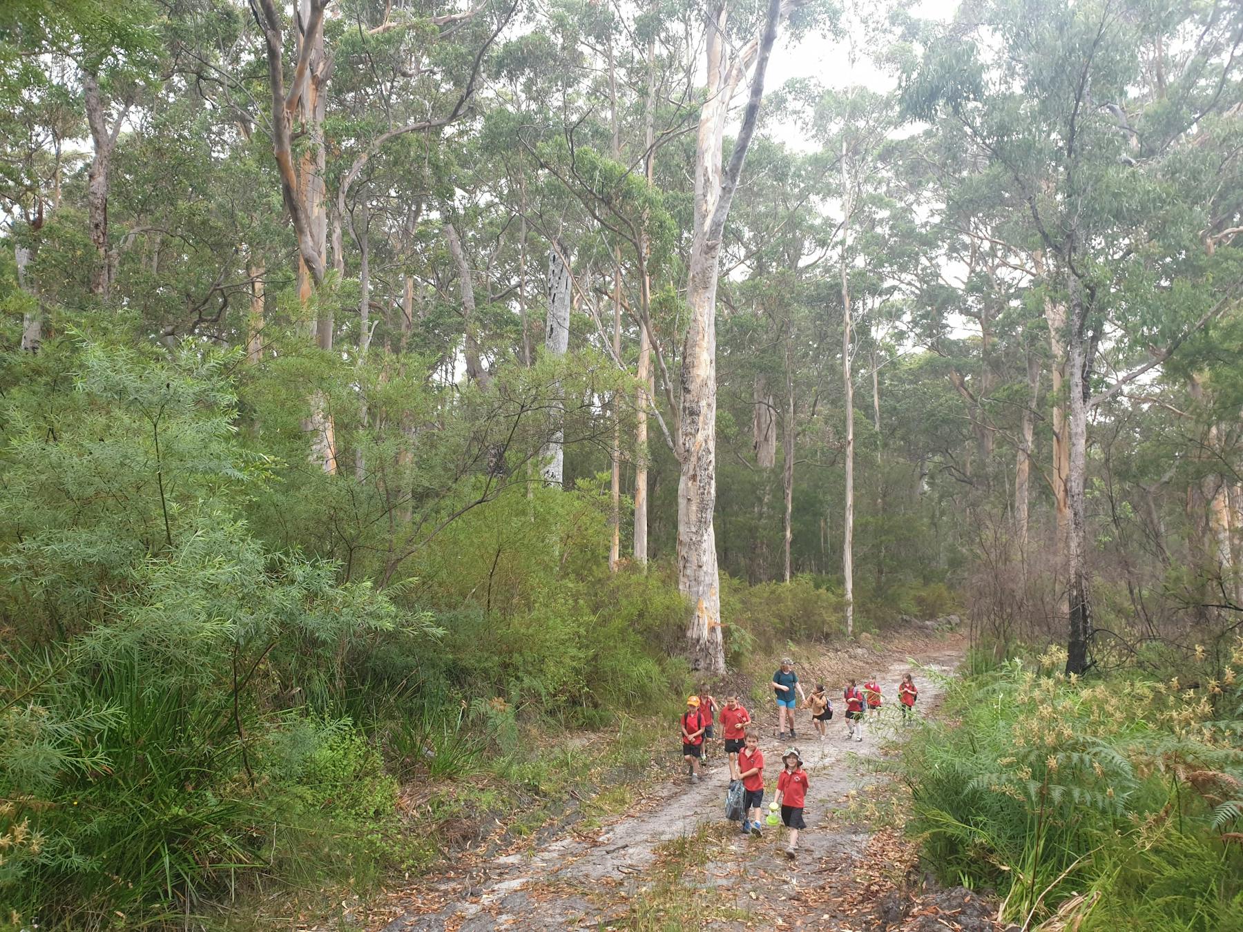 Northcliffe Forest Park Hike