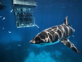 Shark cage diving