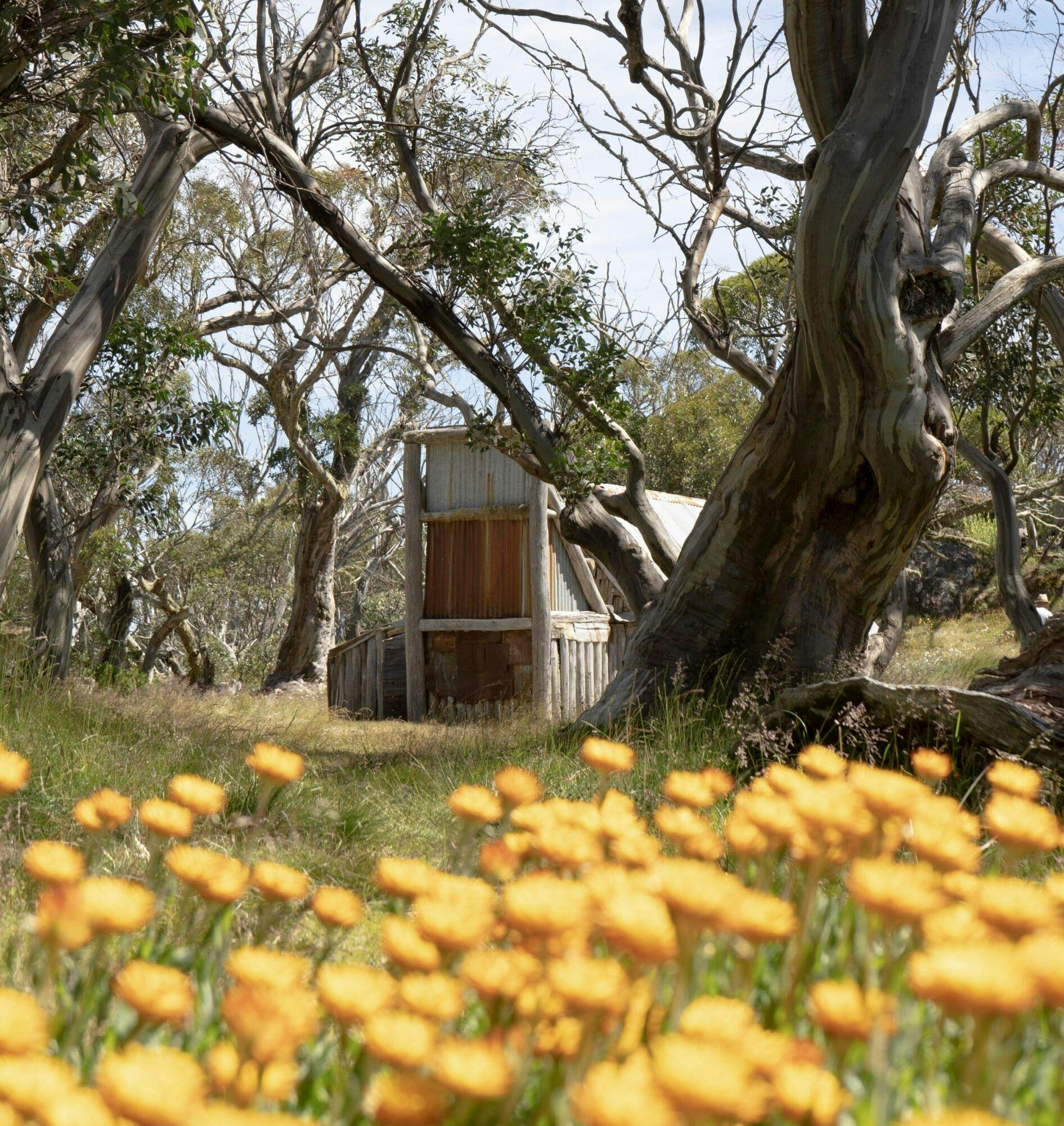Experience Mt Beauty, Falls Creek and the Alpine National Park