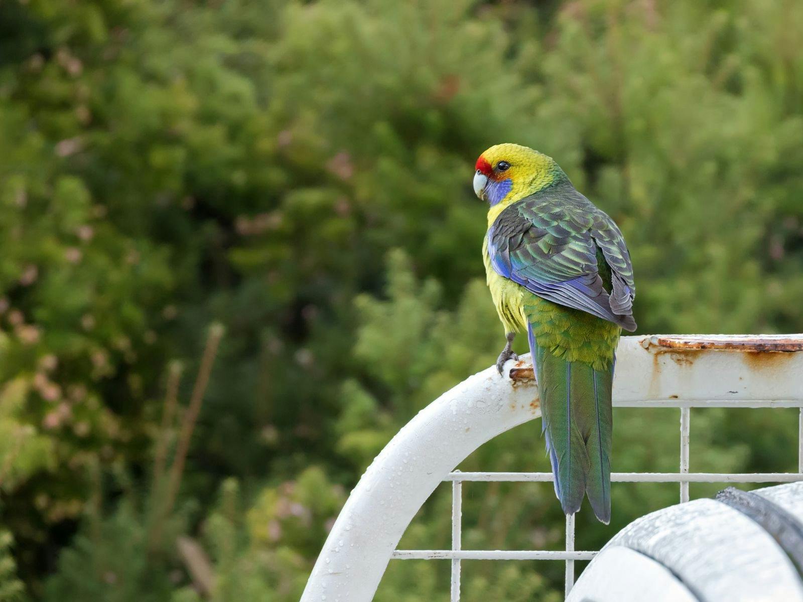 Green rosella perched on fence