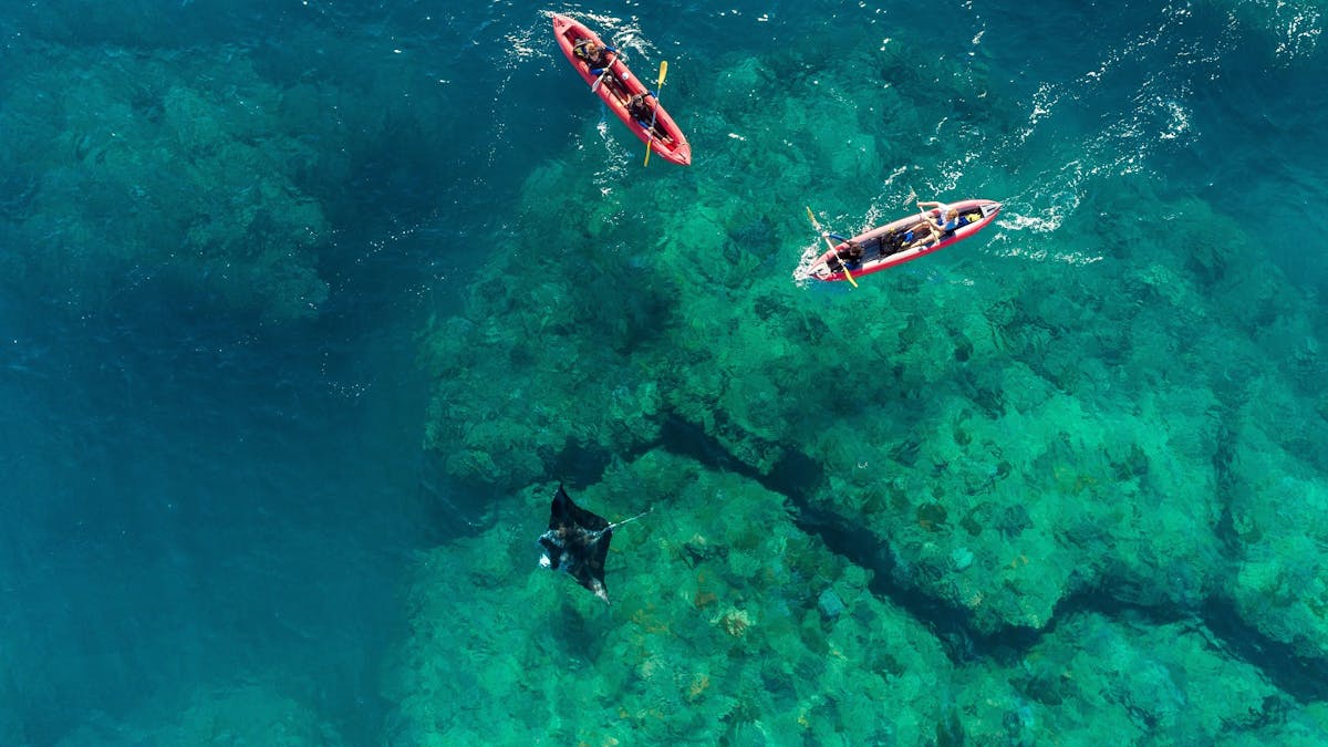 People in kayaks paddling around Lucheon Bay Hook Island showing coral and manta ray in water.