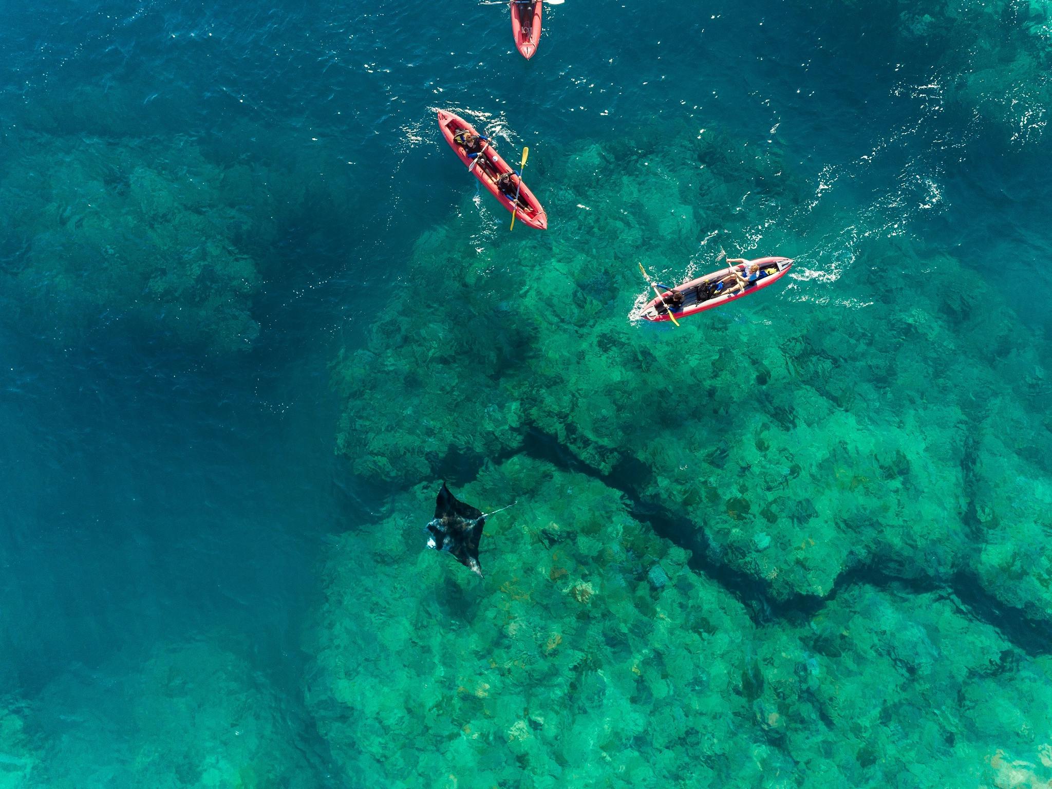 People in kayaks paddling around Lucheon Bay Hook Island showing coral and manta ray in water. People in kayaks paddling around Lucheon Bay Hook Island showing coral and manta ray in water.