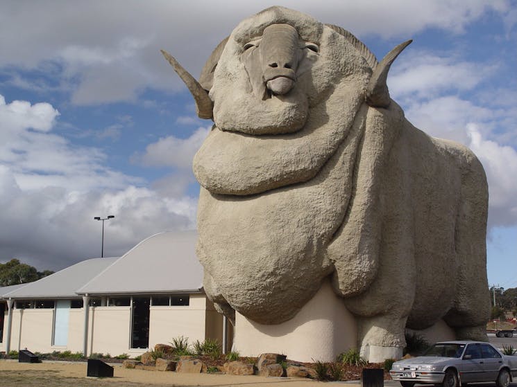 Big Merino