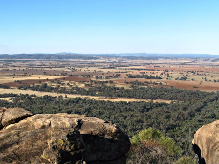 Eualdrie Lookout, Weddin Mountains National Park. Photo: NSW Government