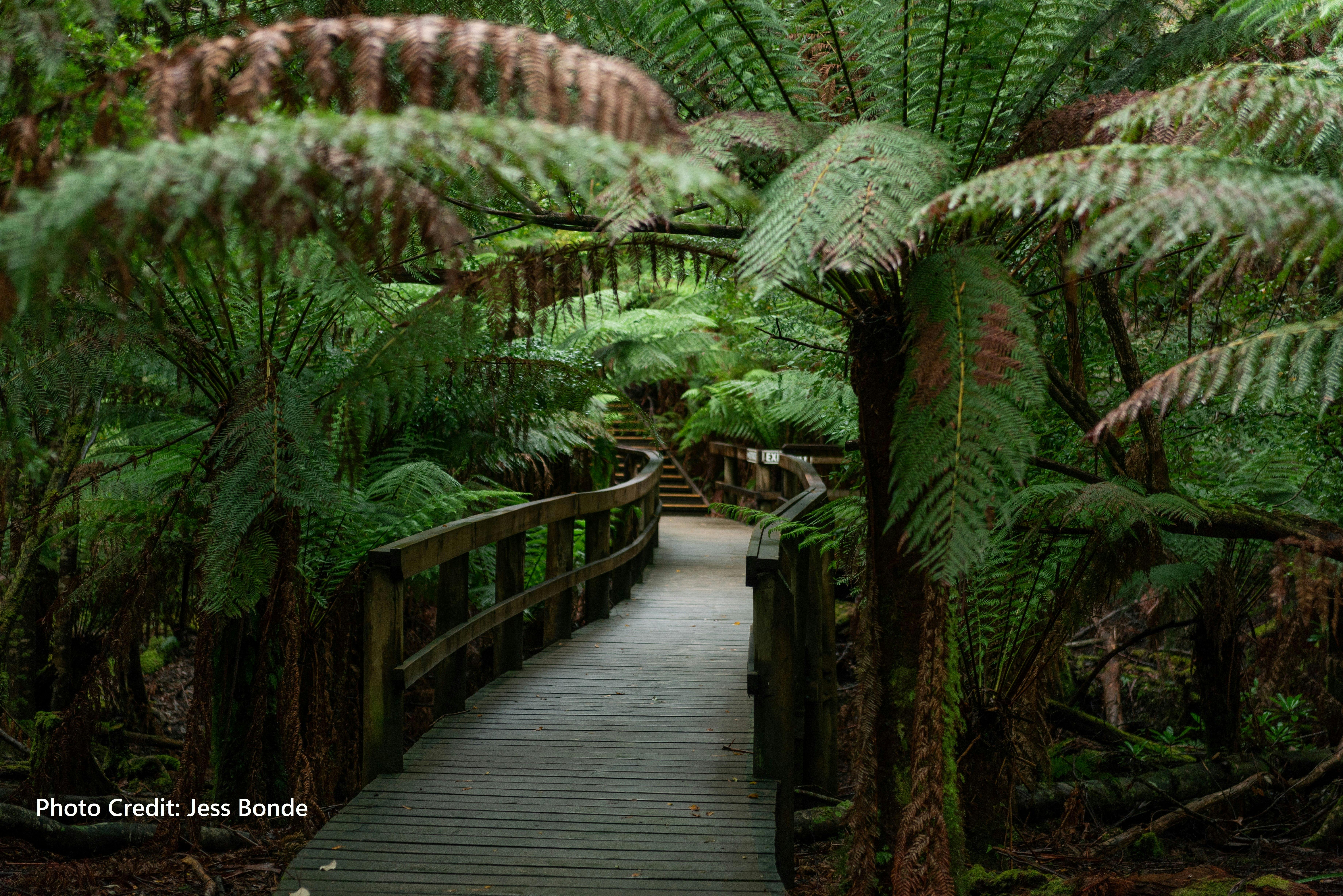 Take a stroll through cool temperature rainforest at Hastings Caves