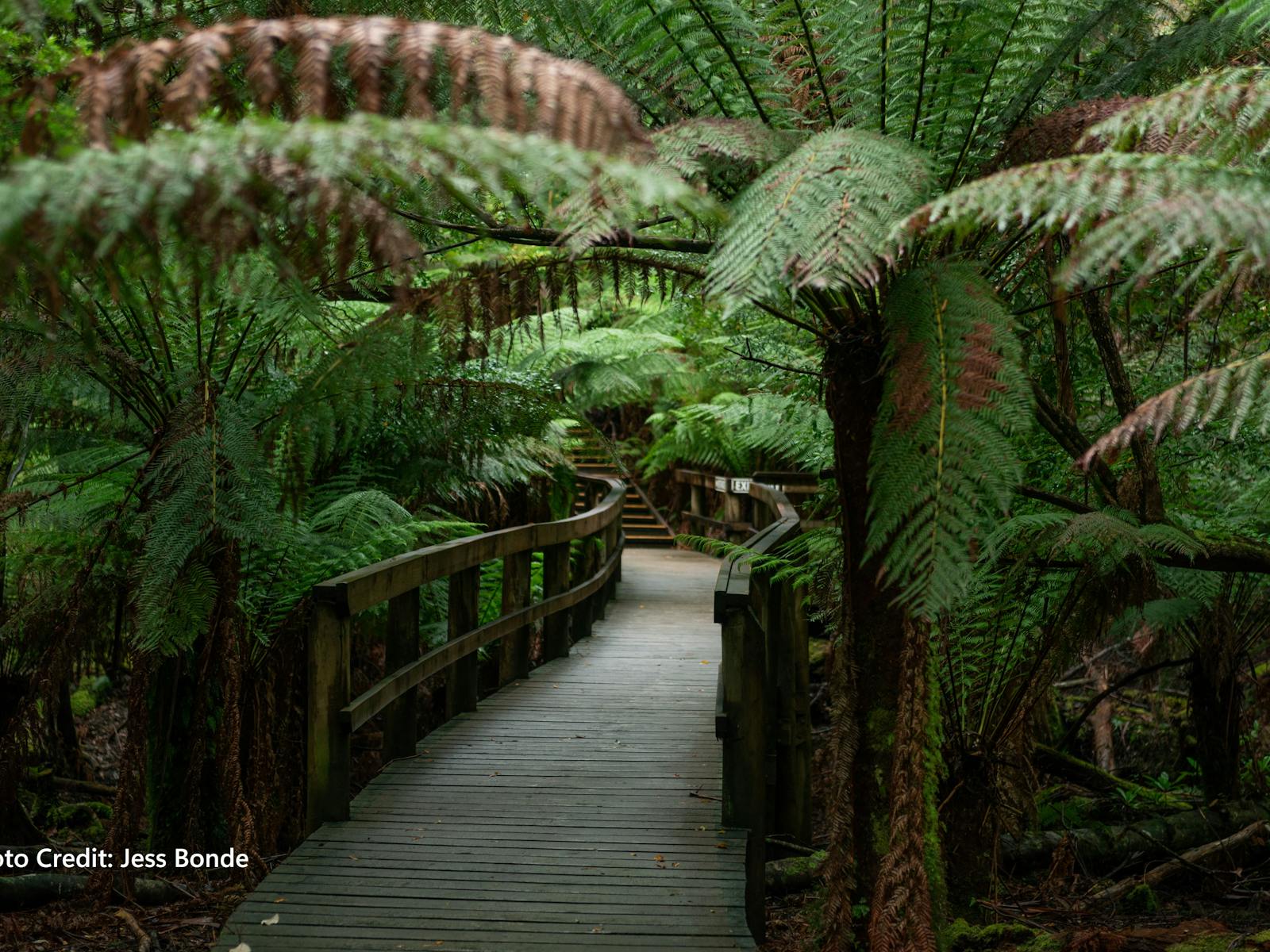 Take a stroll through cool temperature rainforest at Hastings Caves