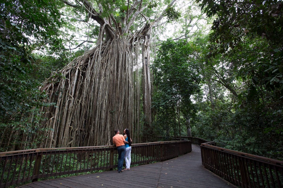 Atherton Tablelands TNQ