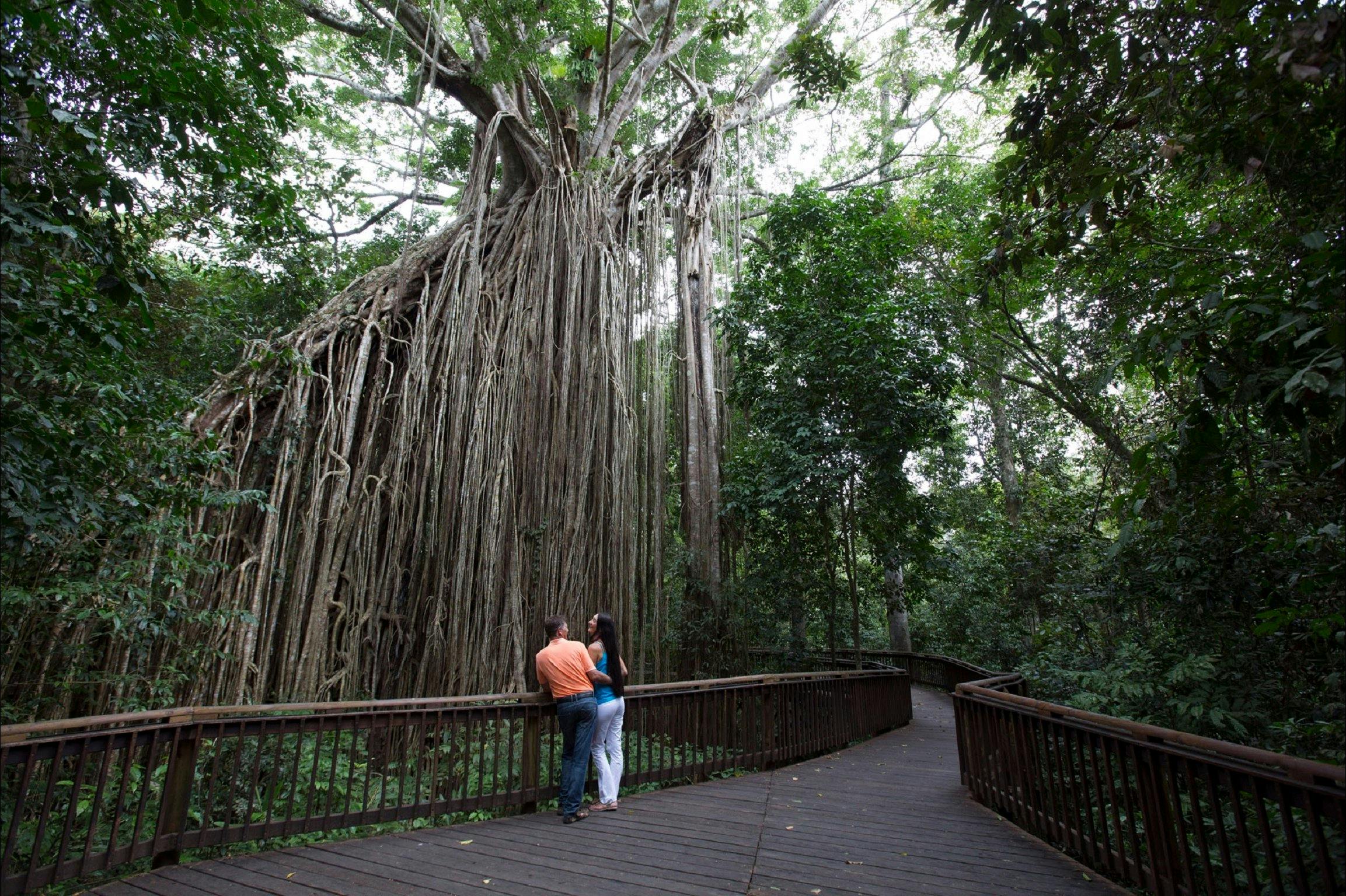 Curtain Fig Tree, Yungaburra