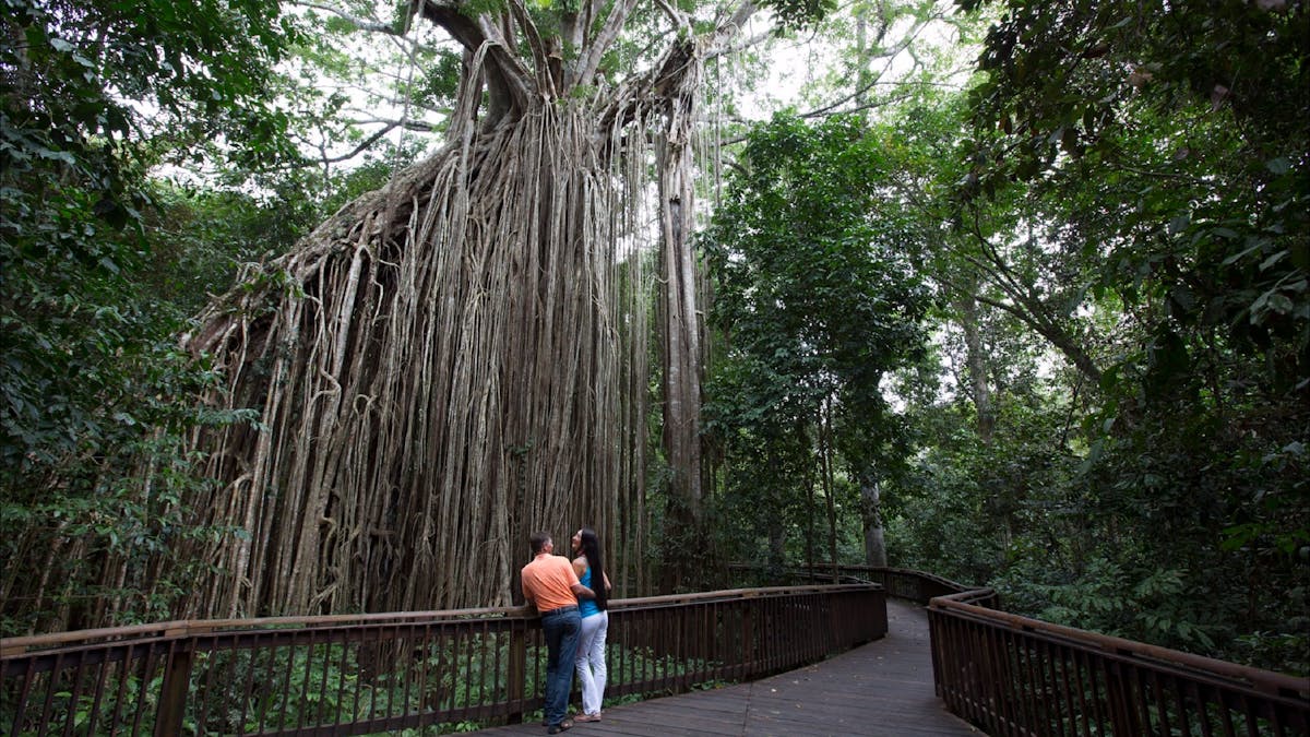 Atherton Tablelands TNQ