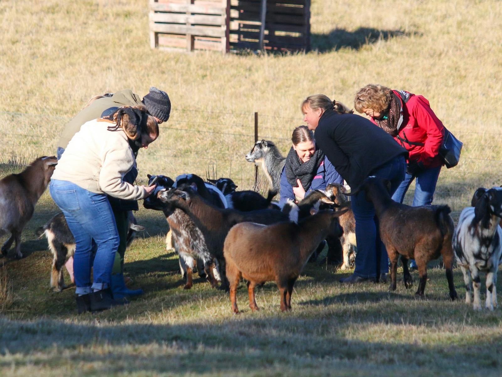 Group of people patting goats
