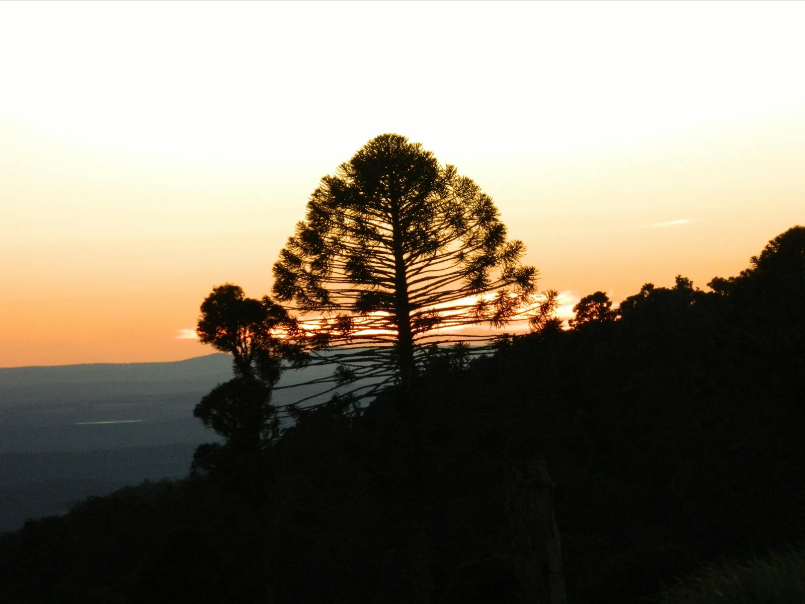 Bunya Mountains Getaway