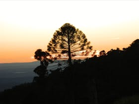 Bunya Mountains Getaway
