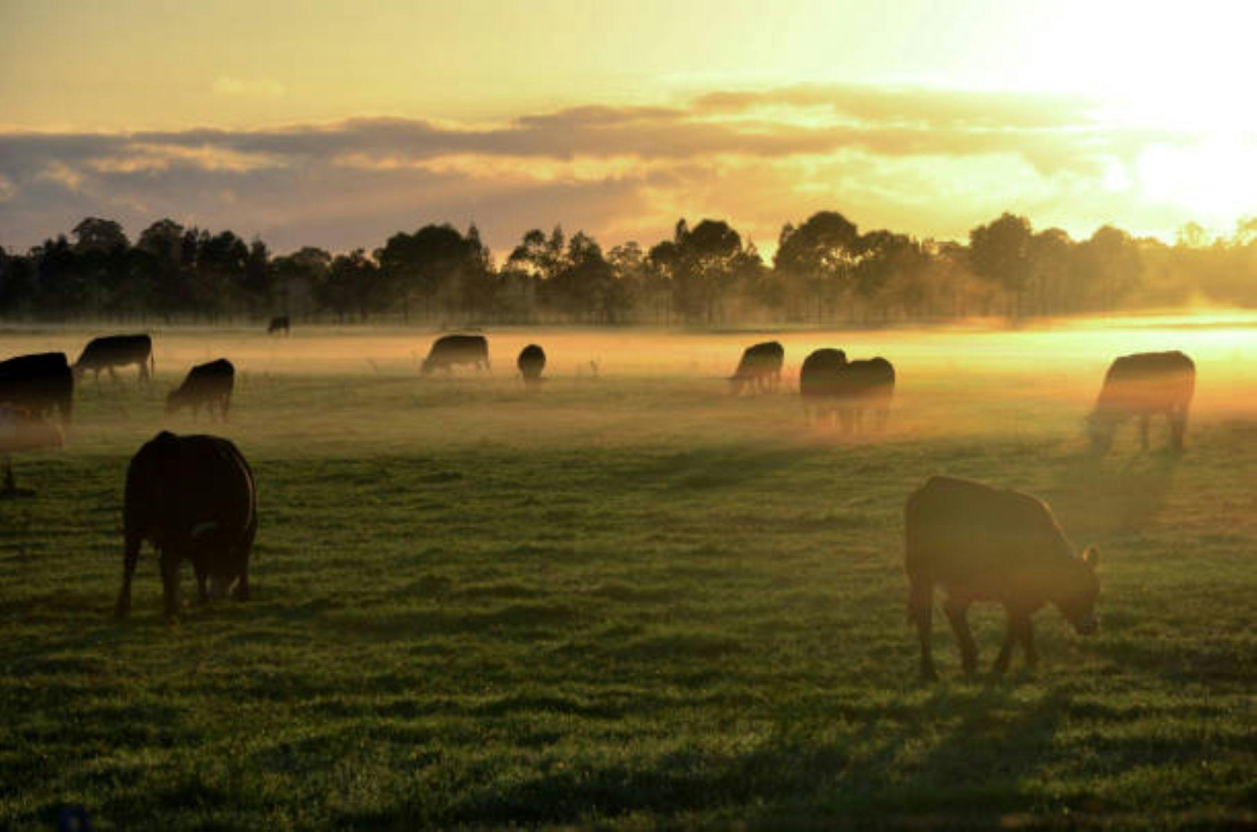 Cattle in country