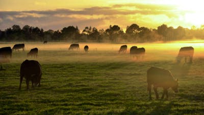 Cattle in country