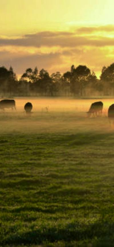 Cattle in country