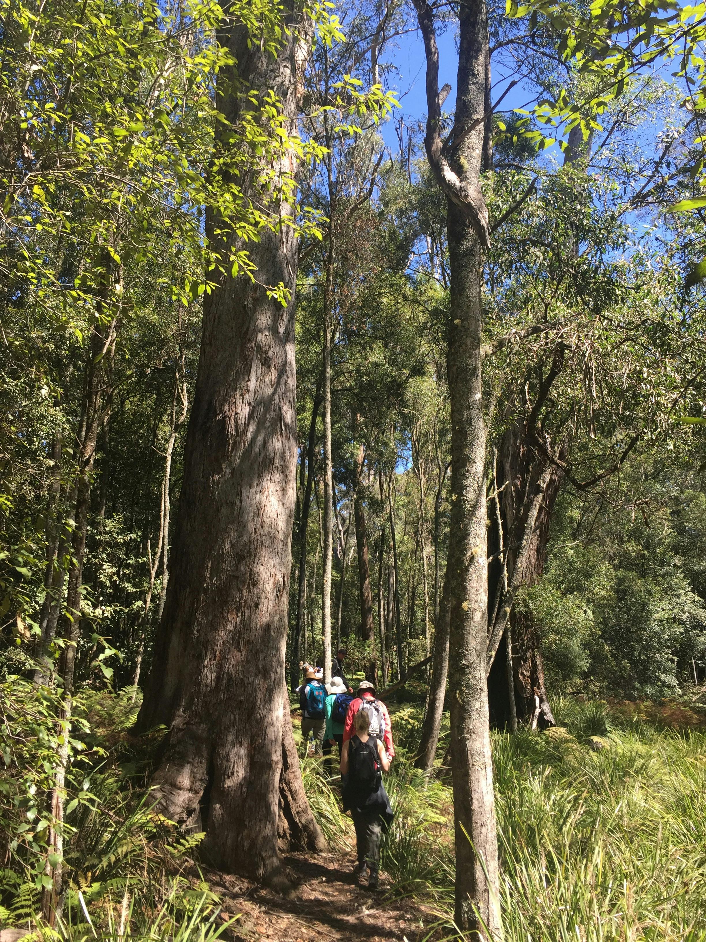 滝でのブッシュウォーク