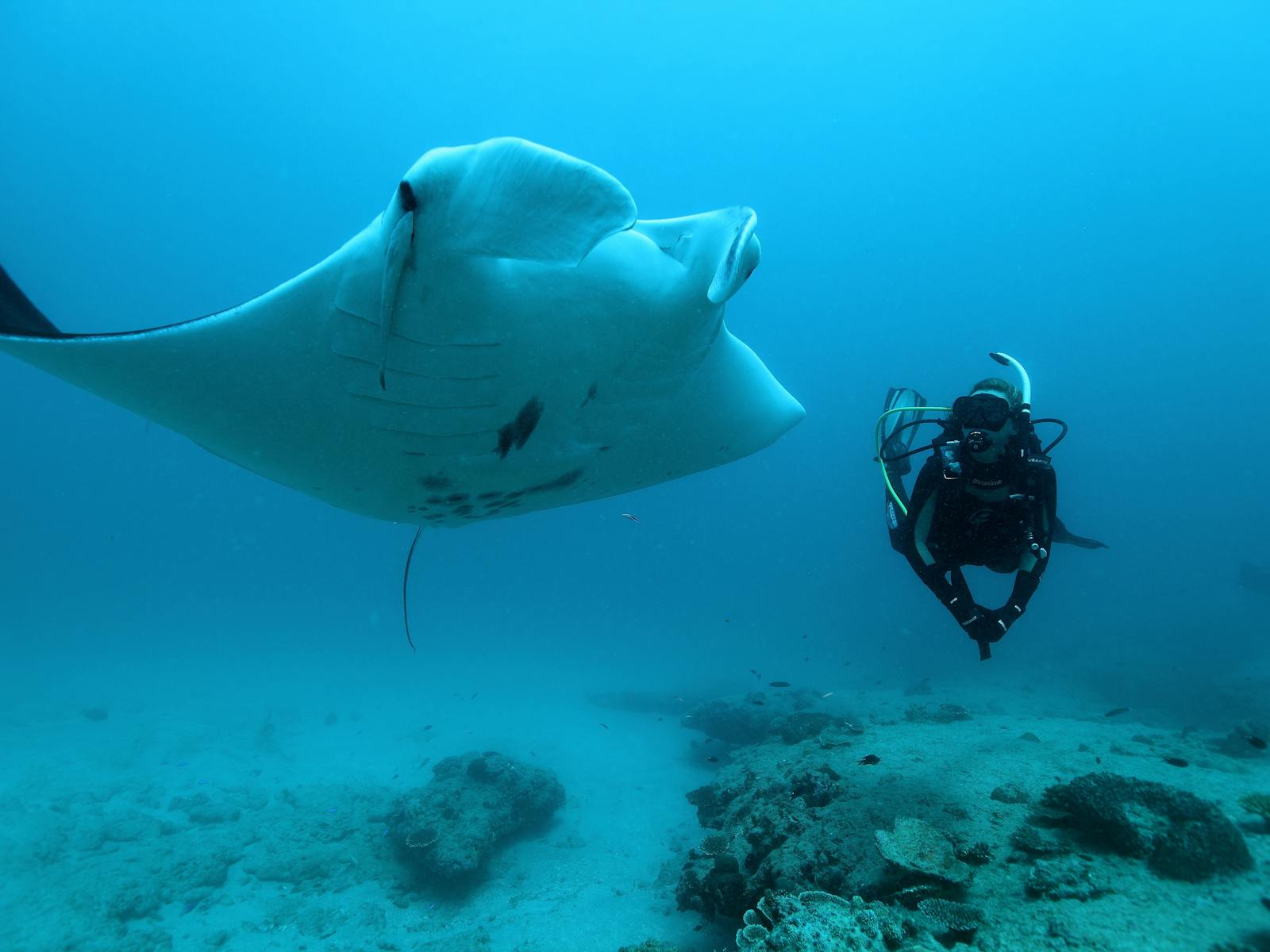 Dive Ningaloo