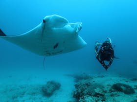 Dive Ningaloo