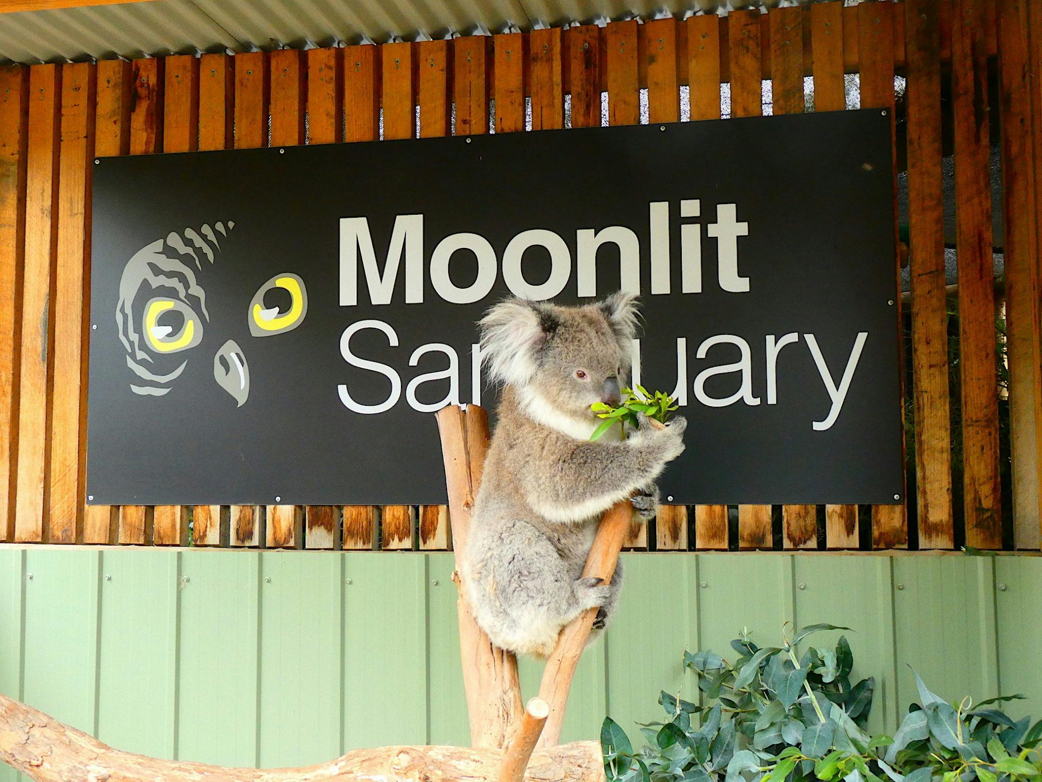 koala at moonlit