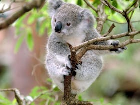 Koala Detection and Habitat Restoration Field Day Cover Image