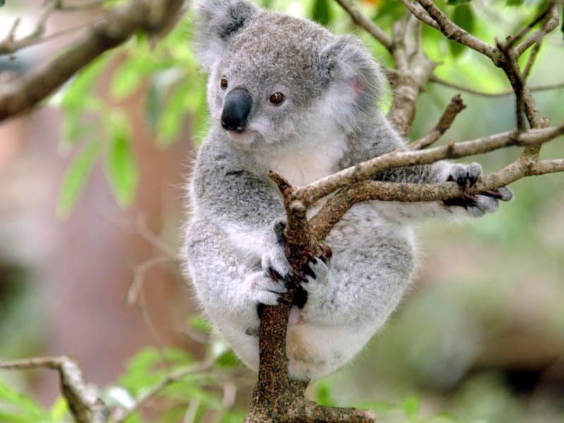 Image for Koala Detection and Habitat Restoration Field Day