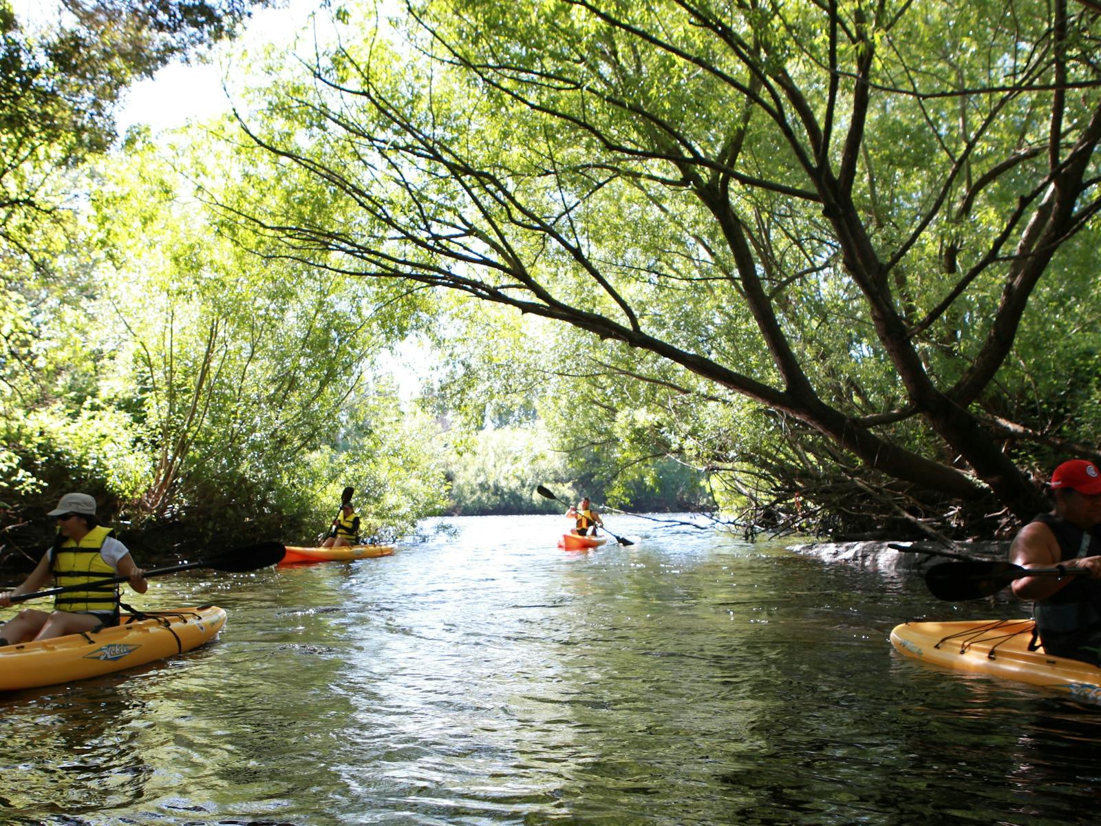 Paddling with the Platypus