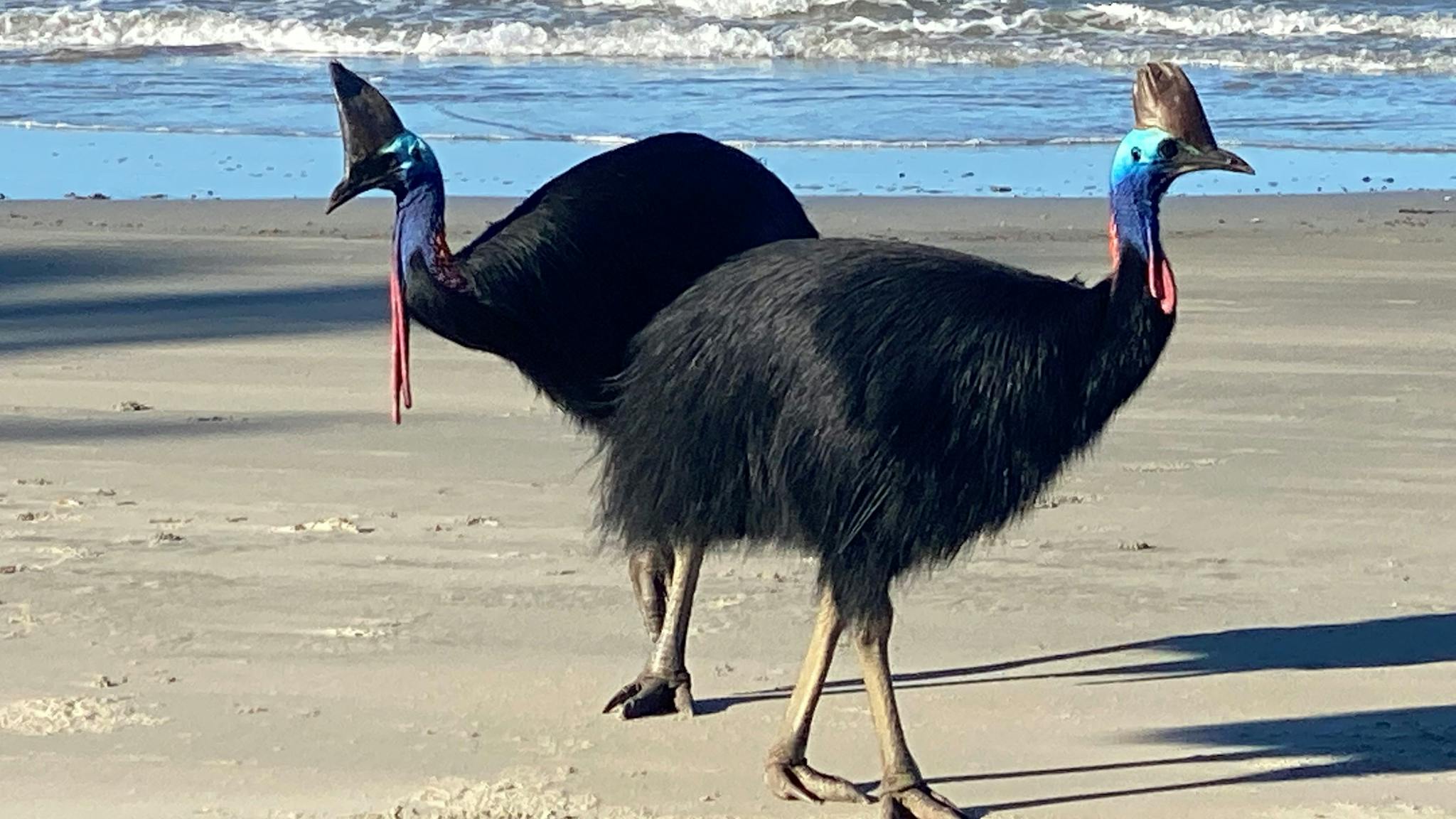 Cassowaries on Myall Beach, Cape Tribulation, Tropical North Qld Cassowaries on Myall Beach, Cape Tribulation, Tropical North Qld