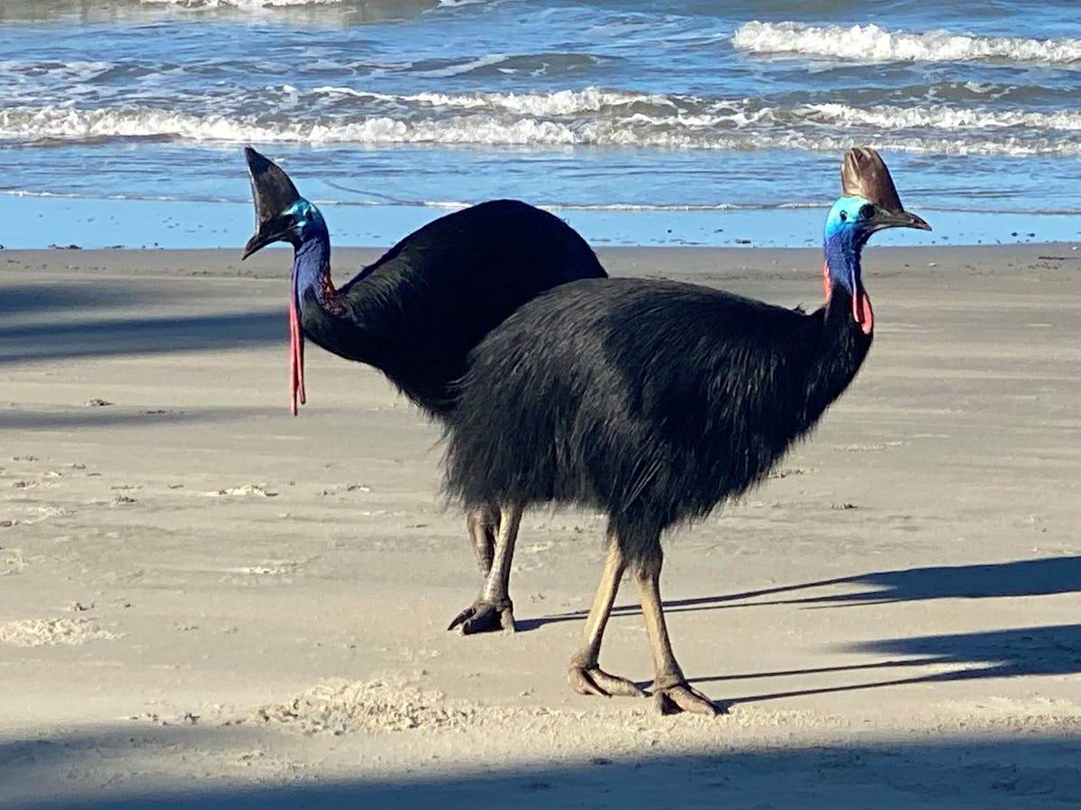 Cassowaries on Myall Beach, Cape Tribulation, Tropical North Qld