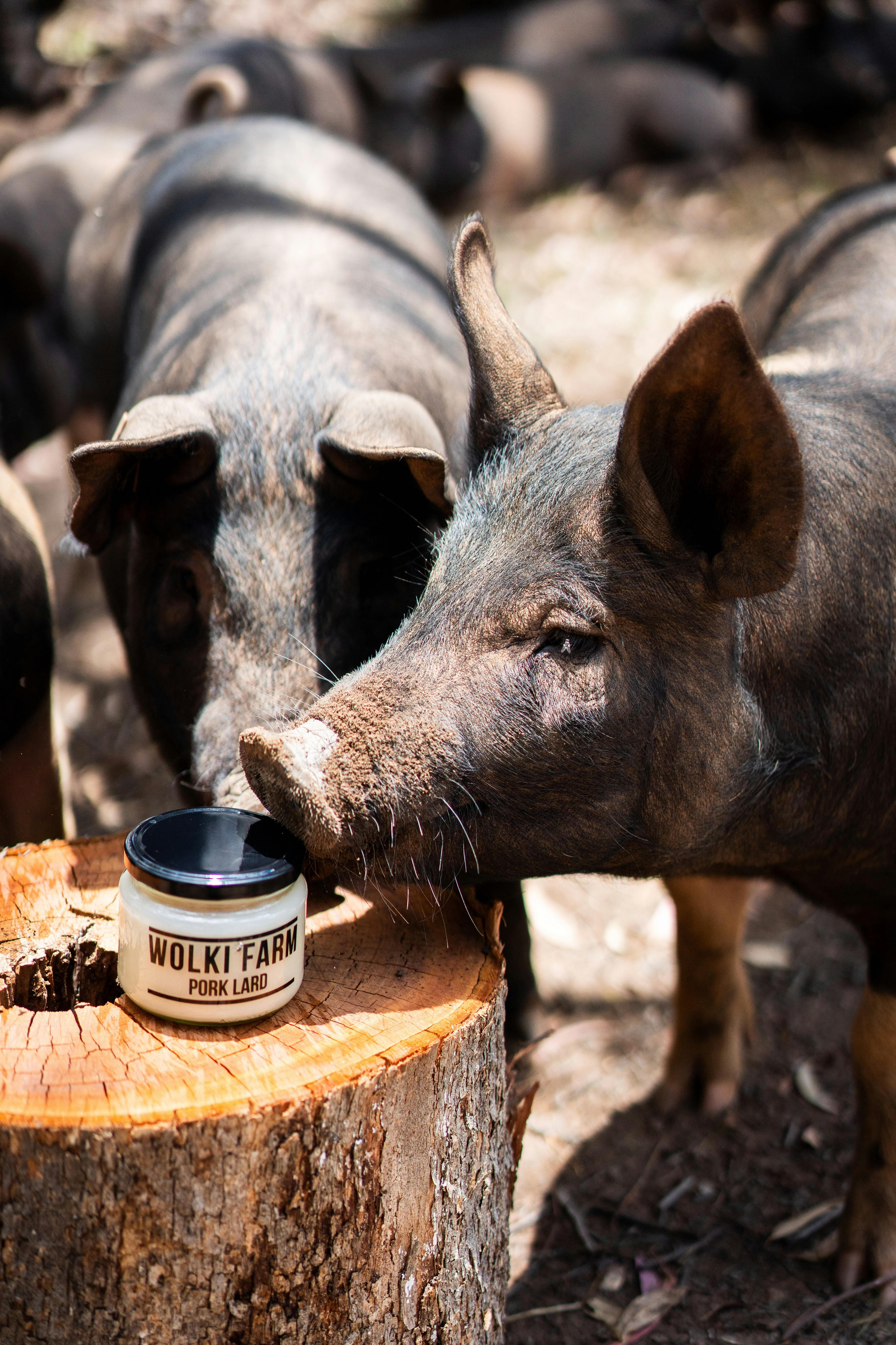 Pasture raised pigs outside with a jar of pork lard
