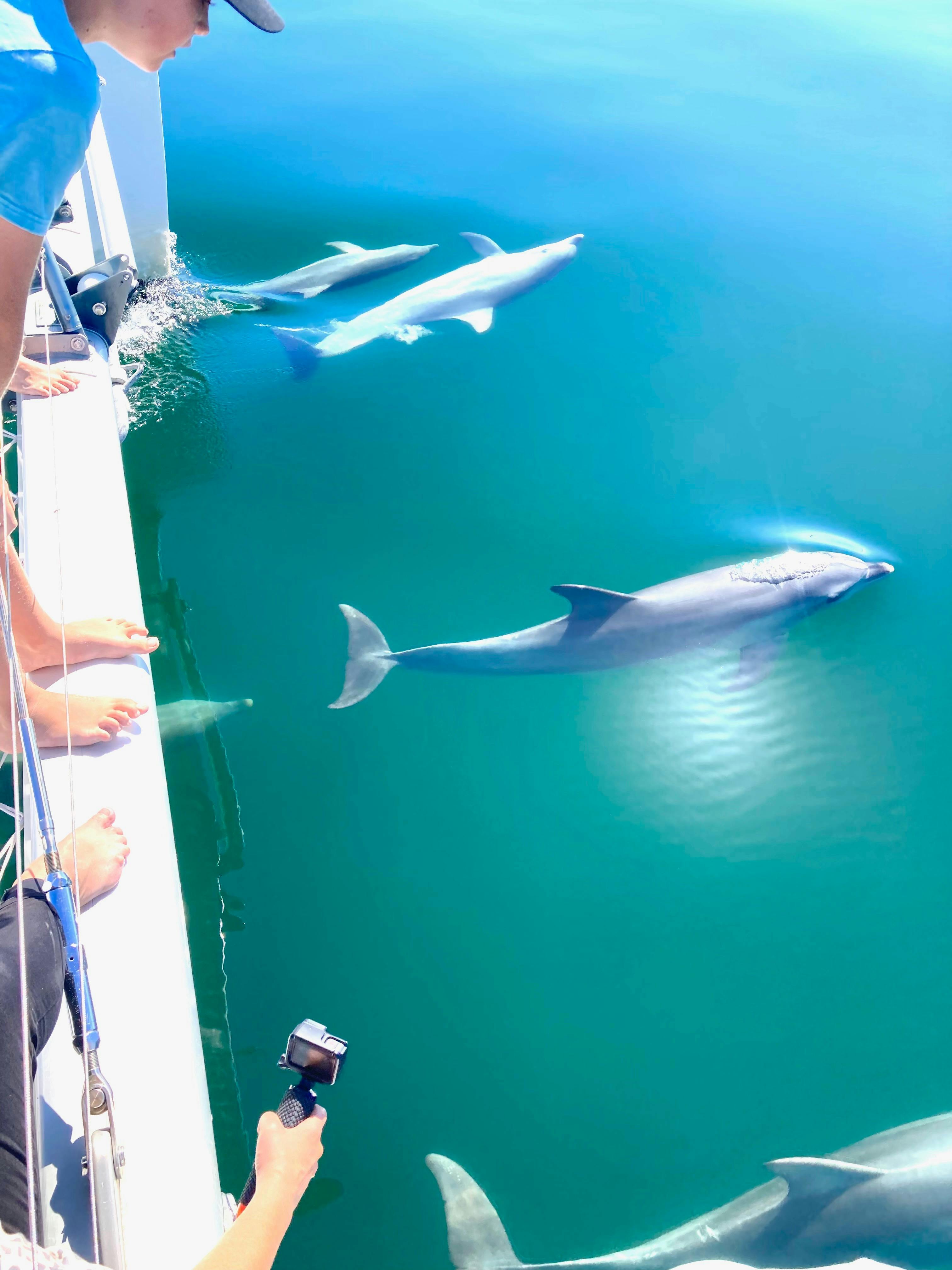 Dolphin Swim Tour