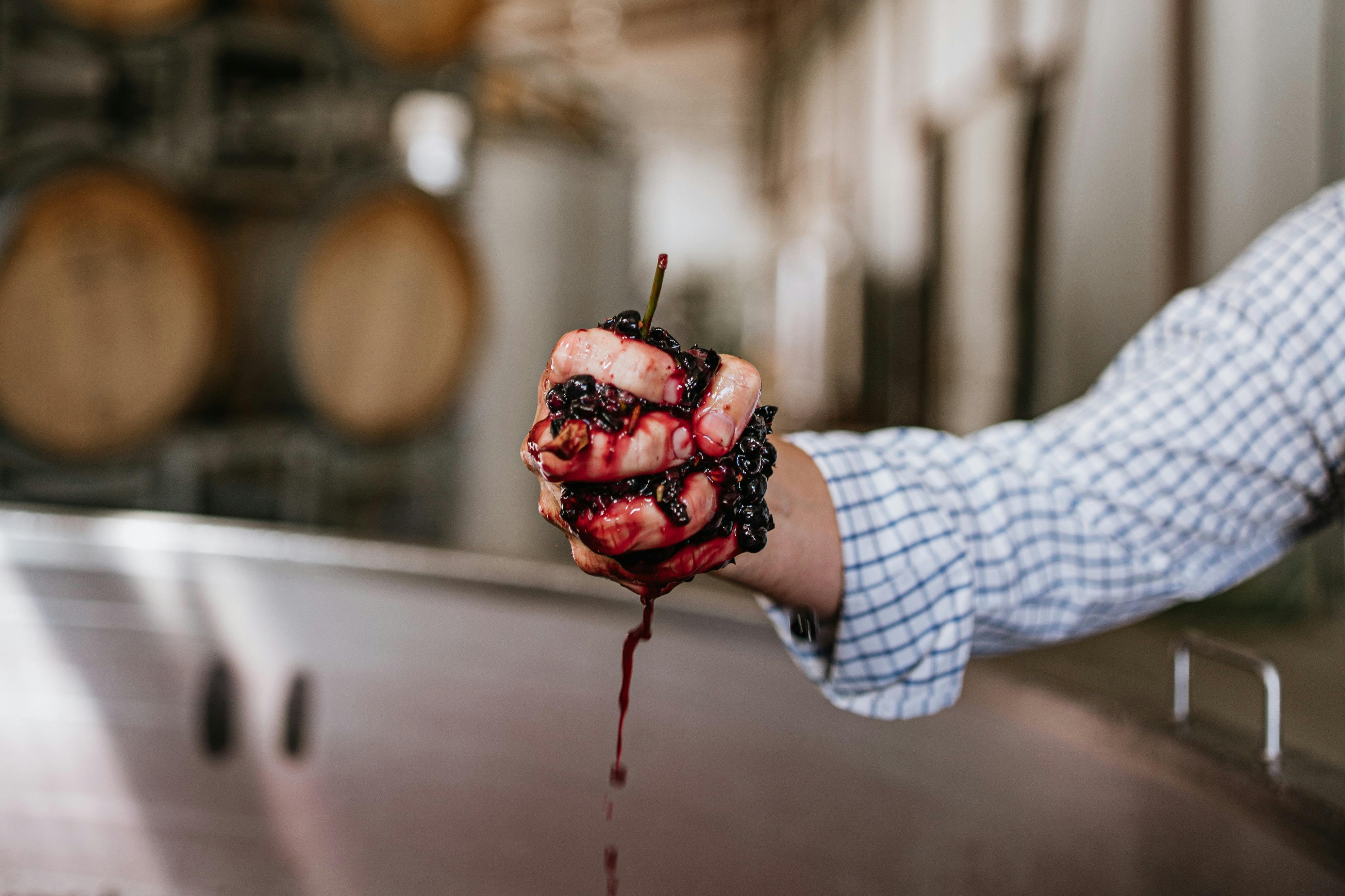 Crushing grapes