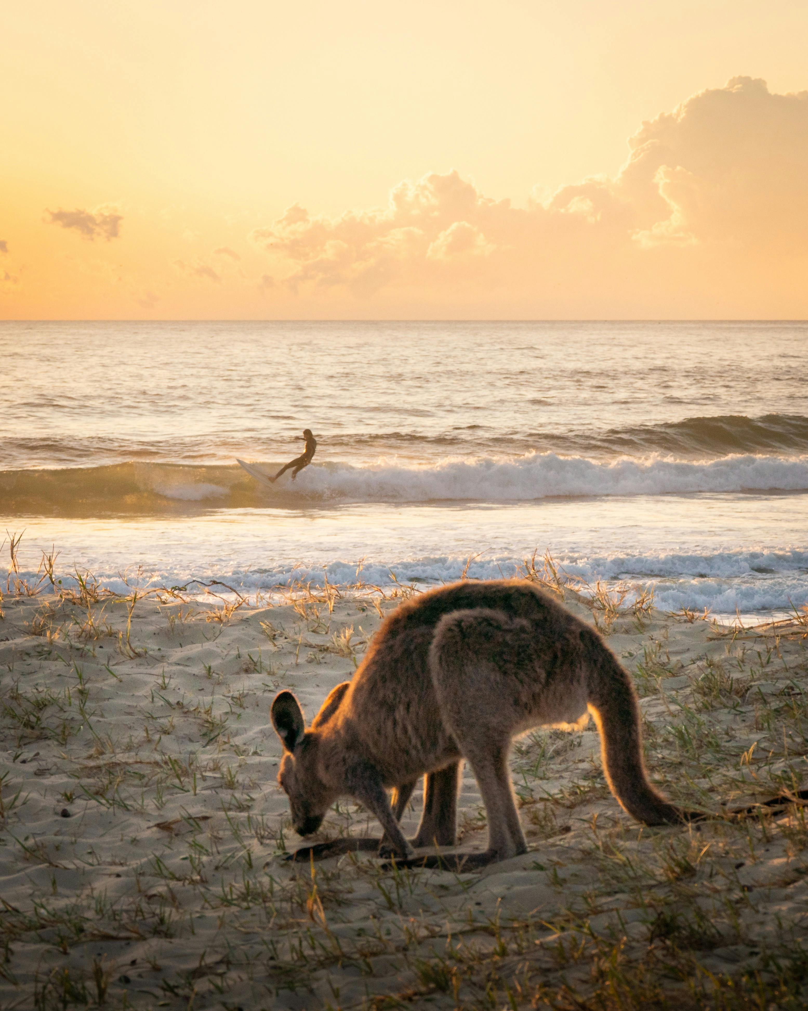 Native wildlife and local surf culture sharing the morning shoreline at Potato Point.