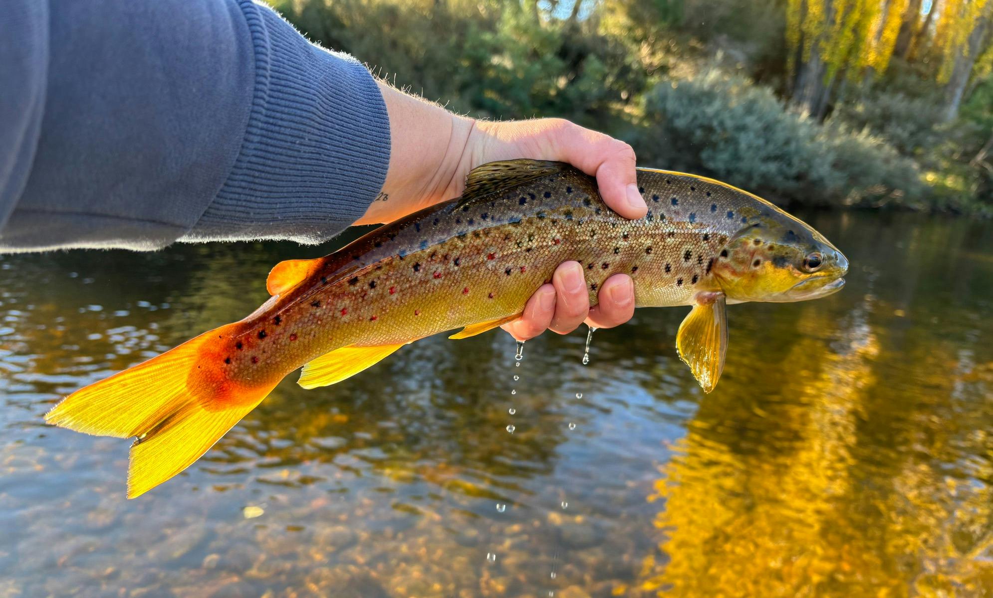 A brown trout held in a fishermans hand with water dripping from the fish