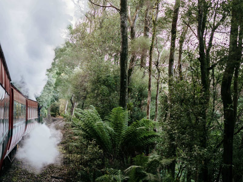 The train makes its way through the rainforest