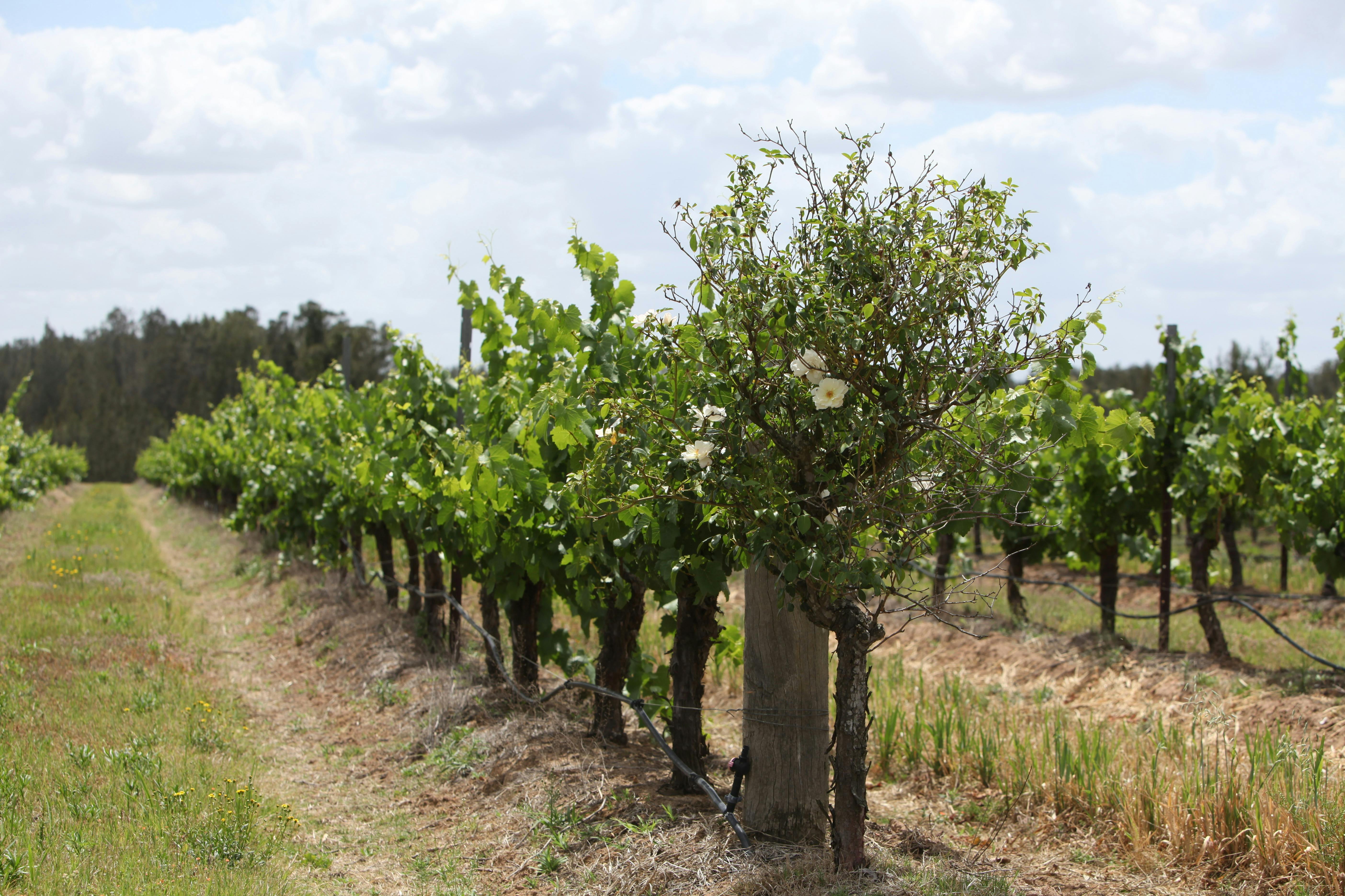 vineyard