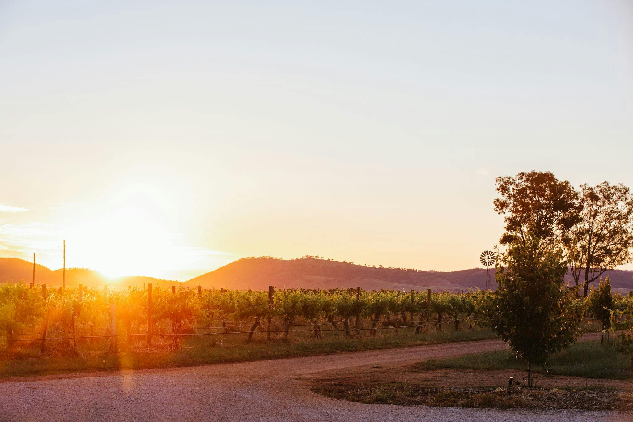 Sunset at Yeates Wines in Mudgee