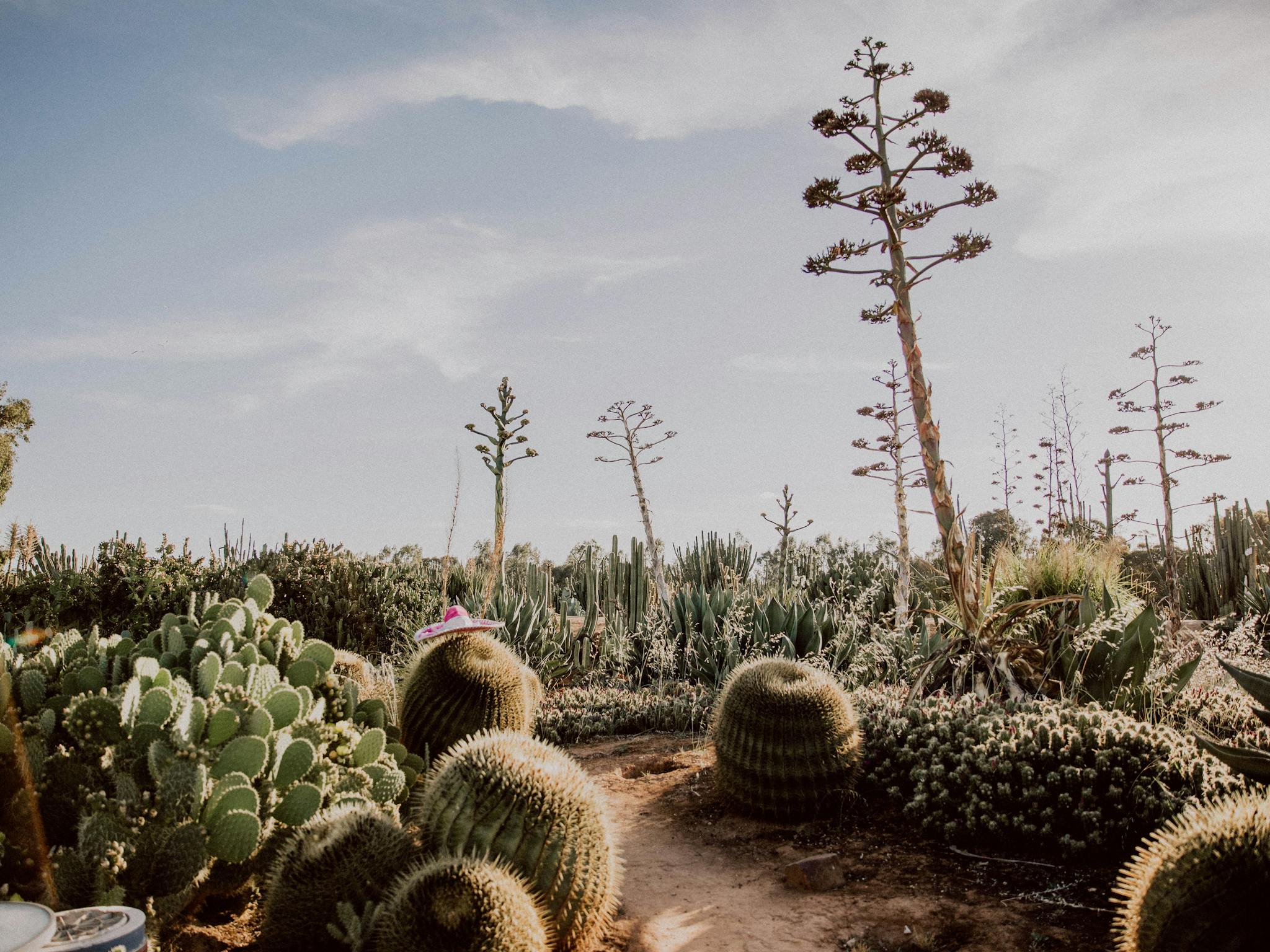 Cacti at Cactus Country