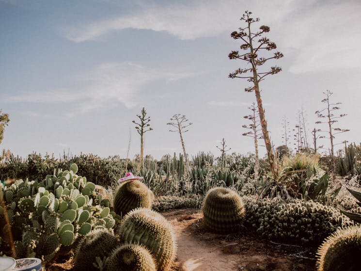 Cacti at Cactus Country