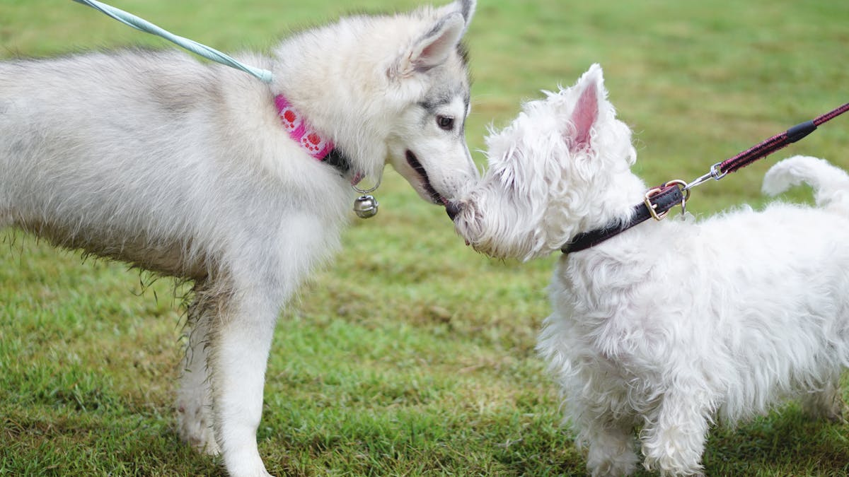 Pet Friendly Park